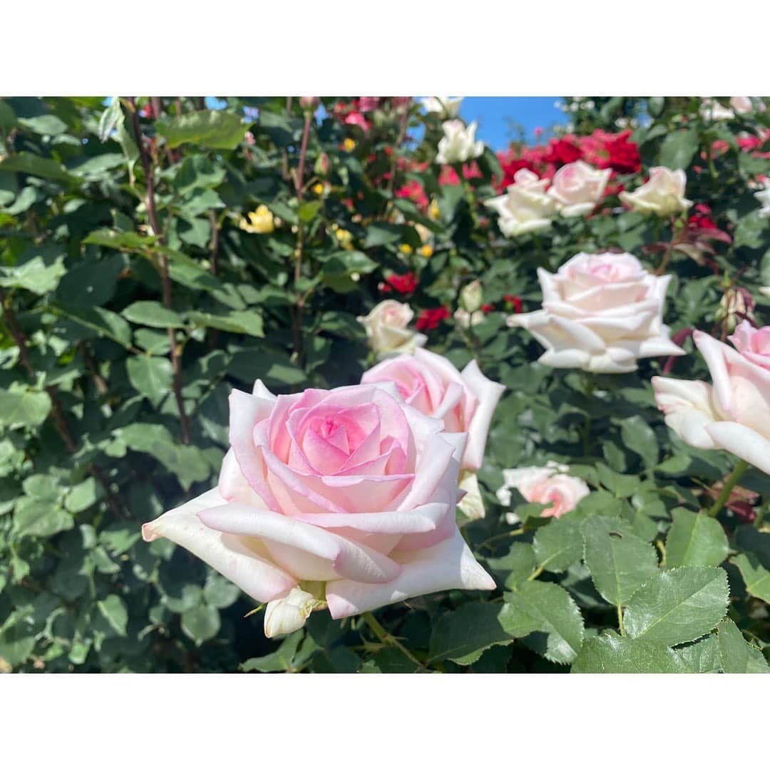 尾島早都樹さんのインスタグラム写真 - (尾島早都樹Instagram)「バラに囲まれて🌹  #中野市 の #一本木公園 から これダネ中継でした🎤  今週末がちょうど満開！！！ 360度どこを向いてもレンズを向けたくなる 美しい景色が広がっていました😳❣️  本当に映えすぎてずっと写真撮ってて 全然前に進めなかった🤳(笑)  去年もニュース中継でおじゃましましたが、 この規模での開催は３年ぶり。 コロナ禍でやっとこれまでの賑わいが戻ってきて、 愛情込めて育ててきたバラを 楽しんでもらえることがうれしいと、 実行委員会のみなさんはおっしゃっていました。  #信州なかのバラまつり は 来週の日曜日まで開催です🌹  次もみなさんの街へ！！ #尾島がおじゃまします 👟🎤  #長野放送 #土曜はこれダネッ #アナウンサー #女子アナ  #中継 #リポーター #信州 #長野県 #一本木公園 #🌹 #いつもさつき晴れ☀️✌🏻」6月5日 23時06分 - ojima_satsuki