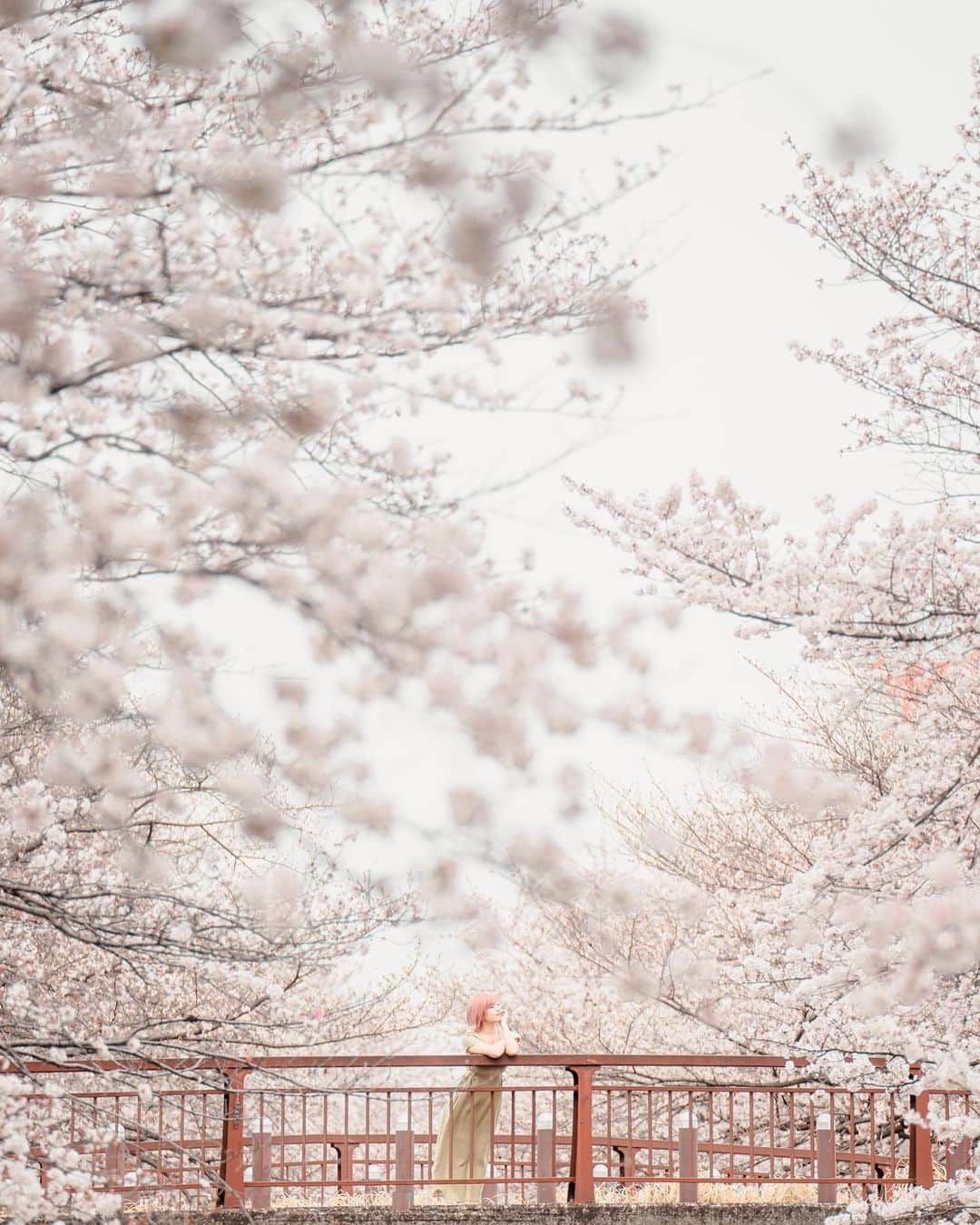 みきでりさんのインスタグラム写真 - (みきでりInstagram)「Sakura memories🌸🌷🍃 今年もあやねさんに素敵に撮影していただいた📸.˚❀ いつも本当にありがとうございます🫶🏻💖 日頃から活躍しっぱなしのあやねさんと 仲良く出来て撮影してもらえて光栄です🥹✨ 今度またデートできるの楽しみっ！♥︎  photographer: @ayane7628 ㅤ ㅤ ㅤ ㅤ ㅤ ㅤ #portrait #cherryblossom #ポートレート #ポートレート女子 #フォトスポット #江川せせらぎ緑道 #カラグレ #カラーグレーディング #ポートレート撮影 #ポートレートモデル」6月5日 23時16分 - mikidelicious