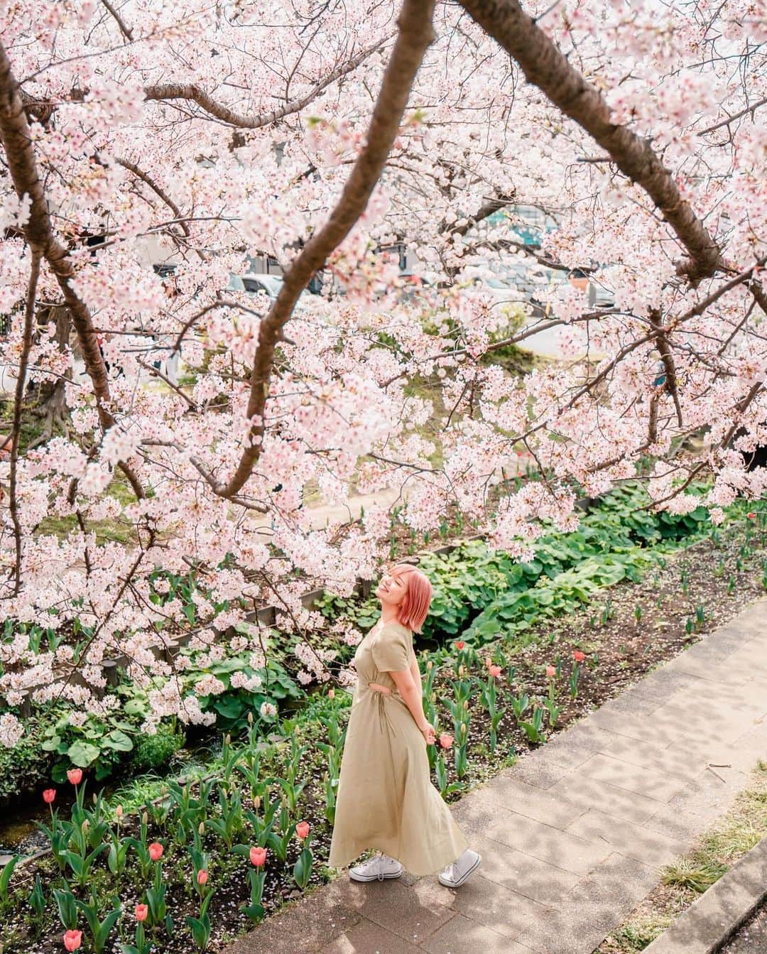 みきでりさんのインスタグラム写真 - (みきでりInstagram)「Sakura memories🌸🌷🍃 今年もあやねさんに素敵に撮影していただいた📸.˚❀ いつも本当にありがとうございます🫶🏻💖 日頃から活躍しっぱなしのあやねさんと 仲良く出来て撮影してもらえて光栄です🥹✨ 今度またデートできるの楽しみっ！♥︎  photographer: @ayane7628 ㅤ ㅤ ㅤ ㅤ ㅤ ㅤ #portrait #cherryblossom #ポートレート #ポートレート女子 #フォトスポット #江川せせらぎ緑道 #カラグレ #カラーグレーディング #ポートレート撮影 #ポートレートモデル」6月5日 23時16分 - mikidelicious