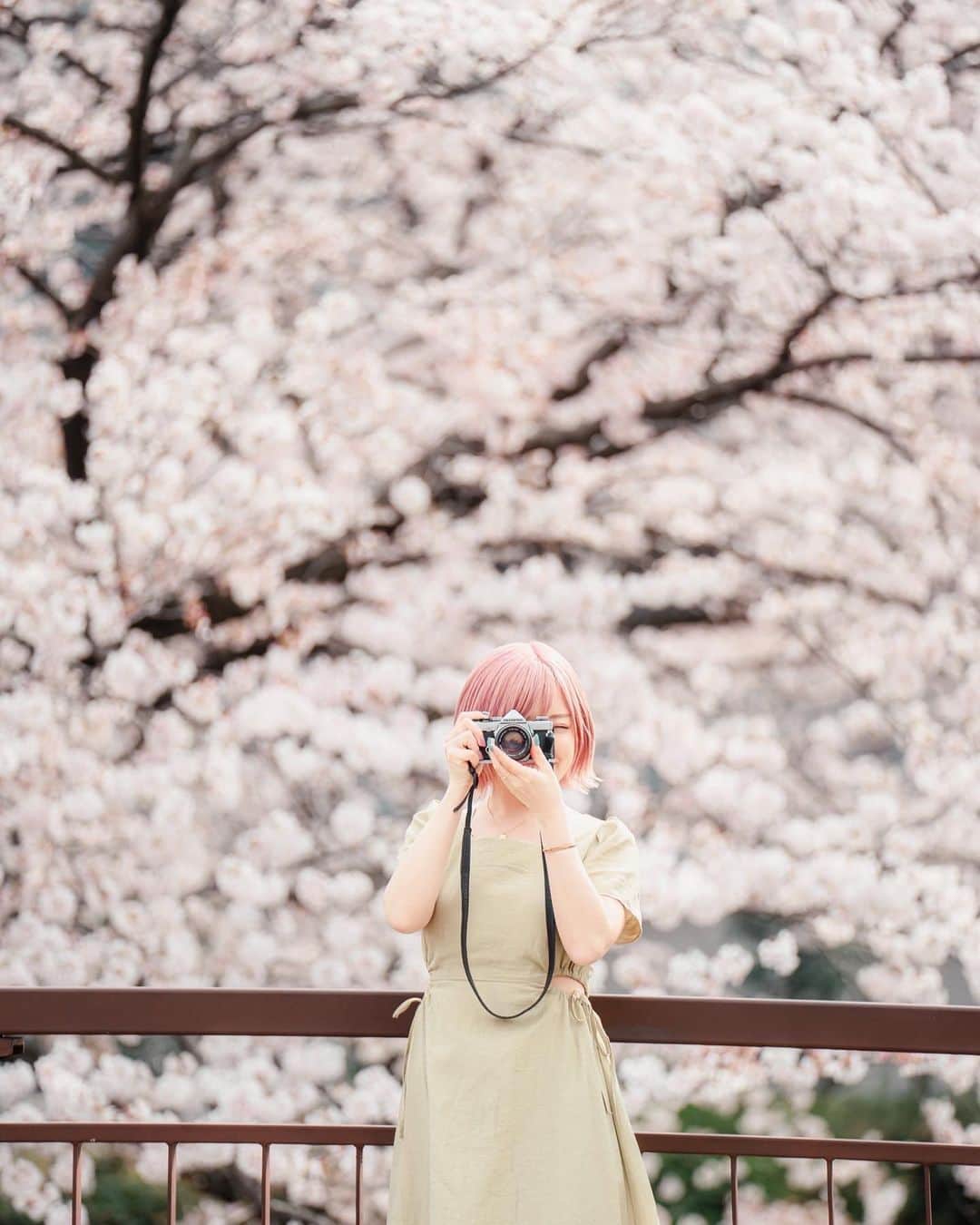 みきでりさんのインスタグラム写真 - (みきでりInstagram)「Sakura memories🌸🌷🍃 今年もあやねさんに素敵に撮影していただいた📸.˚❀ いつも本当にありがとうございます🫶🏻💖 日頃から活躍しっぱなしのあやねさんと 仲良く出来て撮影してもらえて光栄です🥹✨ 今度またデートできるの楽しみっ！♥︎  photographer: @ayane7628 ㅤ ㅤ ㅤ ㅤ ㅤ ㅤ #portrait #cherryblossom #ポートレート #ポートレート女子 #フォトスポット #江川せせらぎ緑道 #カラグレ #カラーグレーディング #ポートレート撮影 #ポートレートモデル」6月5日 23時16分 - mikidelicious