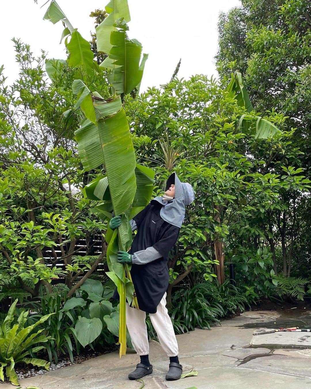 桐島かれんさんのインスタグラム写真 - (桐島かれんInstagram)「雨と風で折れてしまった芭蕉の葉をカット。バナナの葉と同様に、カレー料理の時にお皿がわりにつかったり、芭蕉の葉でお餅を包んで蒸したりと、使い方がいろいろとあるようなので、いつか利用してみたいです。  #芭蕉の葉」6月7日 10時52分 - houseoflotuskaren