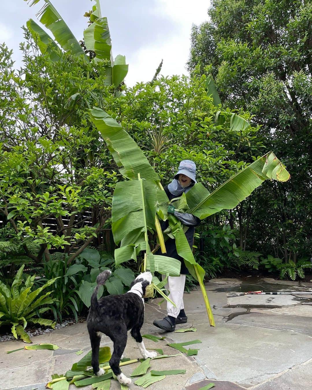 桐島かれんさんのインスタグラム写真 - (桐島かれんInstagram)「雨と風で折れてしまった芭蕉の葉をカット。バナナの葉と同様に、カレー料理の時にお皿がわりにつかったり、芭蕉の葉でお餅を包んで蒸したりと、使い方がいろいろとあるようなので、いつか利用してみたいです。  #芭蕉の葉」6月7日 10時52分 - houseoflotuskaren