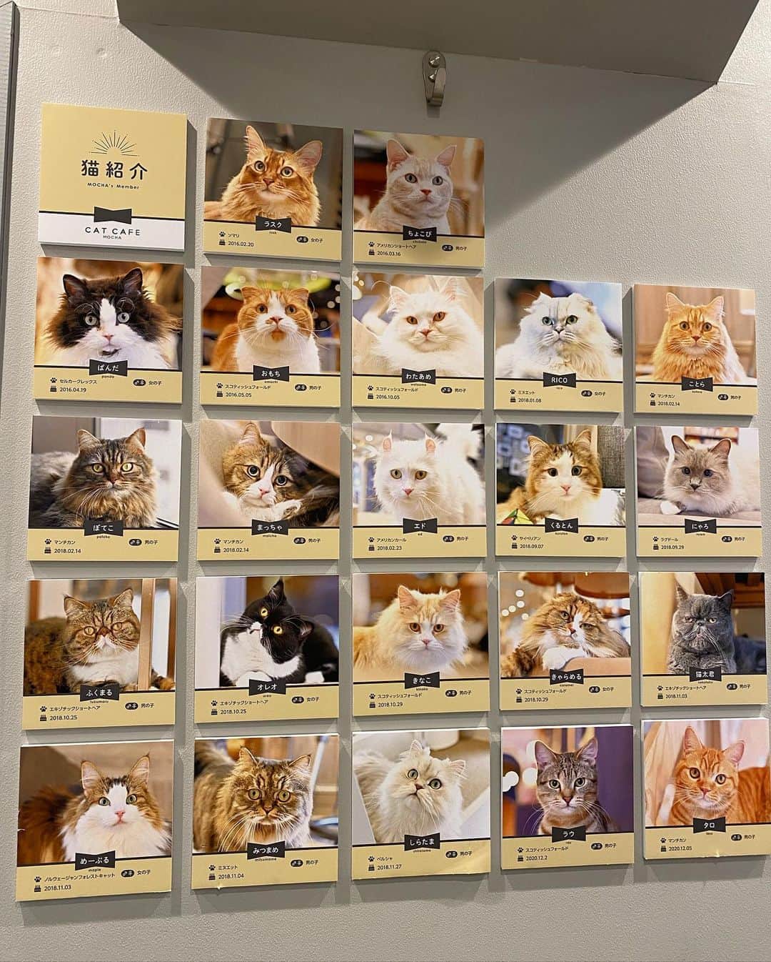 橘沙奈さんのインスタグラム写真 - (橘沙奈Instagram)「* 渋谷にある猫カフェ、 @mocha.koendori に行ってきたよ🐈💕 * 猫好きには堪らない空間😍！！ みんな大人しくて人懐っこい子も居て 寄ってきてくれたり、 寝方が面白い子居たりみーんな可愛すぎた🥺💗  動画に載せてる爪切り嫌がってる表情も可愛い🤣w 爪切りは大事だから頑張らないとね😼✂️  動画、写真で癒しをおすそ分け😽✨ * * * 私達は猫に夢中で終始猫と戯れてたけど、 ドリンクバーがあってお茶しながら 猫ちゃんを眺めれたり、 漫画やマッサージチェアも置いてあったよ🎵  猫も居るし癒し空間過ぎるね☕*° * * * 可愛い猫ちゃん達、癒してくれて遊んでくれて たくさん可愛い写真もありがとう☺️❣️ * * * * * * * * * * * * * * #猫カフェmocha #猫カフェモカ #猫カフェ #渋谷猫カフェ #渋谷カフェ #猫 #ねこすたぐらむ #もふもふ猫 #cat #catstagram #catcafe #PR #🐈」6月7日 20時05分 - an.an.0706