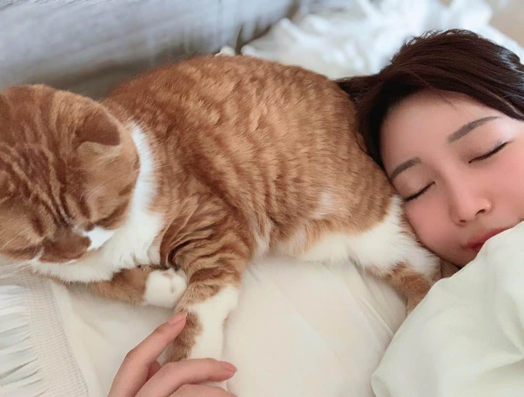 古河由衣さんのインスタグラム写真 - (古河由衣Instagram)「本日6/7 大好きな愛猫 ルカの誕生日🎂🐈 こんなににも愛しいという気持ちを教えてくれたルカにゃん 共に成長してきた家族 いつもそばでまんまるくなつて 優しく心を照らして 護ってくれる  まんまるお月様🌕🐈 朝は日に当たってカレーパンに擬態して、カレーパン焼いてますが🥐 これからもわたしの人生を照らしていてね 愛してる🥰  近々ラブラブデート計画中   #ねこ  #ねこすたぐらむ  #ねこのいる生活  #スコティッシュフォールド  #猫のいる暮らし #cat #catsofinstagram #scottishfold #catlover」6月7日 20時33分 - furuyuistagram