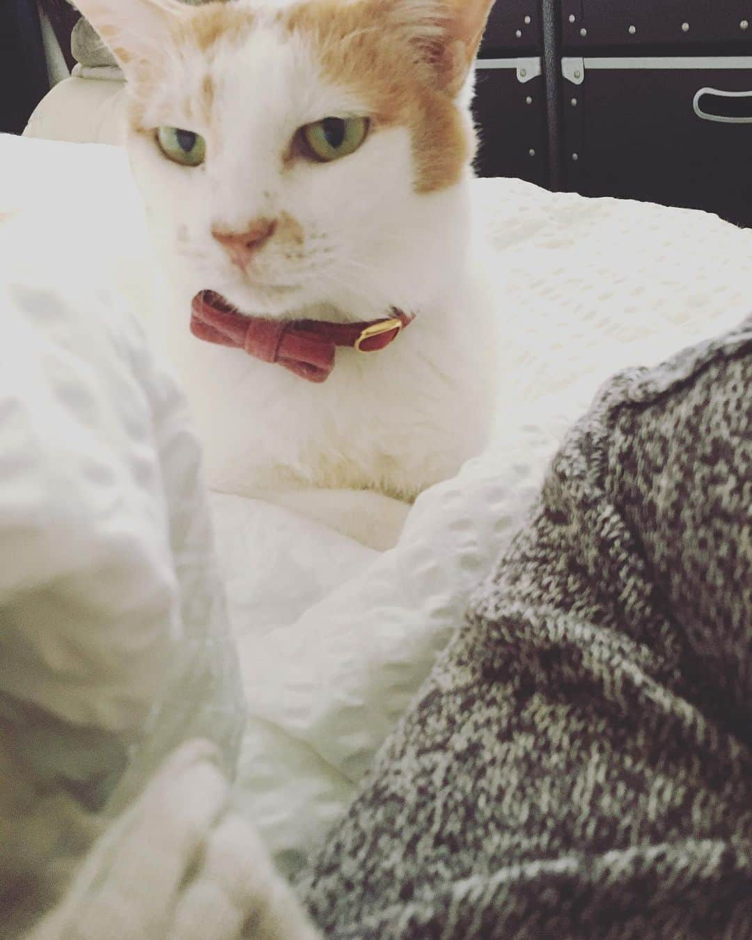 猫沢エミさんのインスタグラム写真 - (猫沢エミInstagram)「イオちゃんの本の原稿をひとつ書き終えて、よく冷えた白をひとり注ぐ夕べ。  イオちゃんよ、いい夜だね。キミが用意してくれた〝未来のプレゼント〟すでにすごいんだけど、これ以上すごいのがきたら、ママびっくりしてひっくり返っちゃうかもしれない。  あゝ　いい夜だ。  内側のイオちゃんが、私の皮膚をそれこそ内側からスリ〜スリリ〜と頬ずりする感触がする。  パリへ来て、よりいっそうイオの存在を明確に感じるようになった。そしてその顔は、いつも笑顔で輝いている。  #猫沢イオ　#イオちゃんフォーエバー　#猫パリ　#猫沢エミのインターナショナル五十路ライフシフト  #猫沢エミリーパリへ行く　#猫と生きる　#イオちゃんは私のオードリー・ヘップバーンだった✨」6月8日 4時07分 - necozawaemi