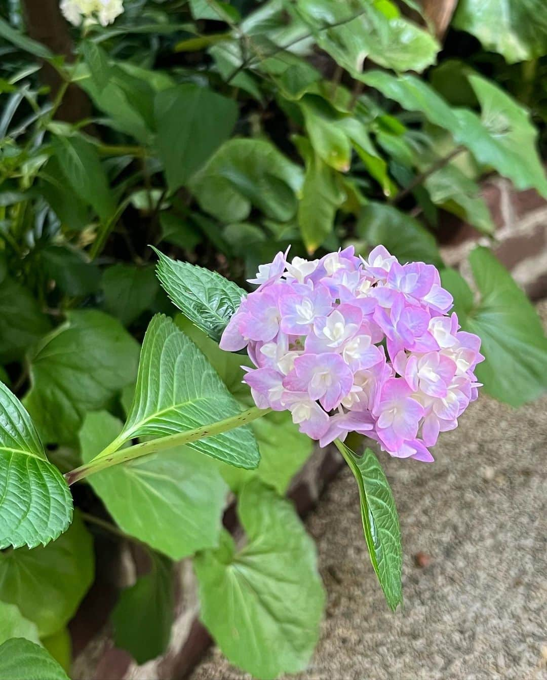 栗原はるみさんのインスタグラム写真 - (栗原はるみInstagram)「みなさんおはようございます。 今朝はどんよりした空。何だか寂しい朝です。たった今玄関に飾った紫陽花です。絵みたい！6日前に写した薄いピンク色の紫陽花が紫色になりました。本当に不思議ですよね。そしてフェンネルがまだまだ背が伸びています。何処まで伸びるのか一緒に見ていきましょう。植物の自然の力の素晴らしさを毎日感じています。 昨日の撮影のおやつはチョコレートマフィンに生クリームを乗せて。優しい仲間と楽しい撮影いい一日を過ごすことが出来ました。何気ない毎日だからこそ楽しみながら過ごしたいと思います。みなさん今日も楽しい一日を過ごしましょうね〜。 私は明日の撮影の準備です。 #栗原はるみ  #kuriharaharumi  玲児さんに紫色の紫陽花をプレゼントします。 チョコレートマフィンをチョコレートブラウニーと間違えて沢山のみなさん本当にごめんなさい。でもマフィン型でもブラウニー作れますね。」6月8日 6時33分 - harumi_gram