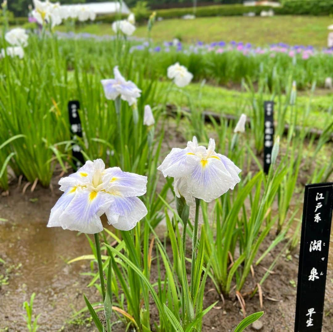 小田飛鳥さんのインスタグラム写真 - (小田飛鳥Instagram)「以前、鳩ノ巣渓谷に行った時に、「こんな所で泊まれたらな〜」なんて思いながら歩いてたら突如現れた建物。それが #はとのす荘 でした🕊 全てのお部屋が渓谷側にあり、ヨガマットを借りて川のせせらぎと鳥の囀りを聴きながらリフレッシュ🧘🏻‍♀️ #吹上しょうぶ公園 と #澤乃井 の #小澤酒造 さんの酒蔵見学にも行きました🍶 #鳩の巣釜飯 さんのやまめのお刺身も最高〜🥹 #奥多摩 #鳩ノ巣 #母娘旅」6月8日 10時01分 - asuka_oda_0320