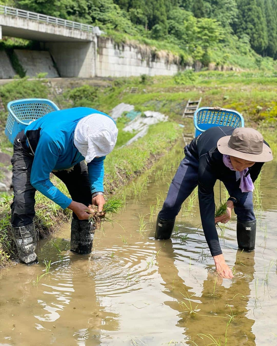 服部勇馬さんのインスタグラム写真 - (服部勇馬Instagram)「植え直しをやってきました！！ 十数年ぶりに田んぼに入っての作業。 米づくりのほんの一部ですが、大変さを実感しました。  次回、8月に馬舞の成長を見てきます。  @kome_jintaro   #魚沼産コシヒカリ#馬舞 #十日町市 #米作り #田植え」6月8日 19時57分 - hattori.1113