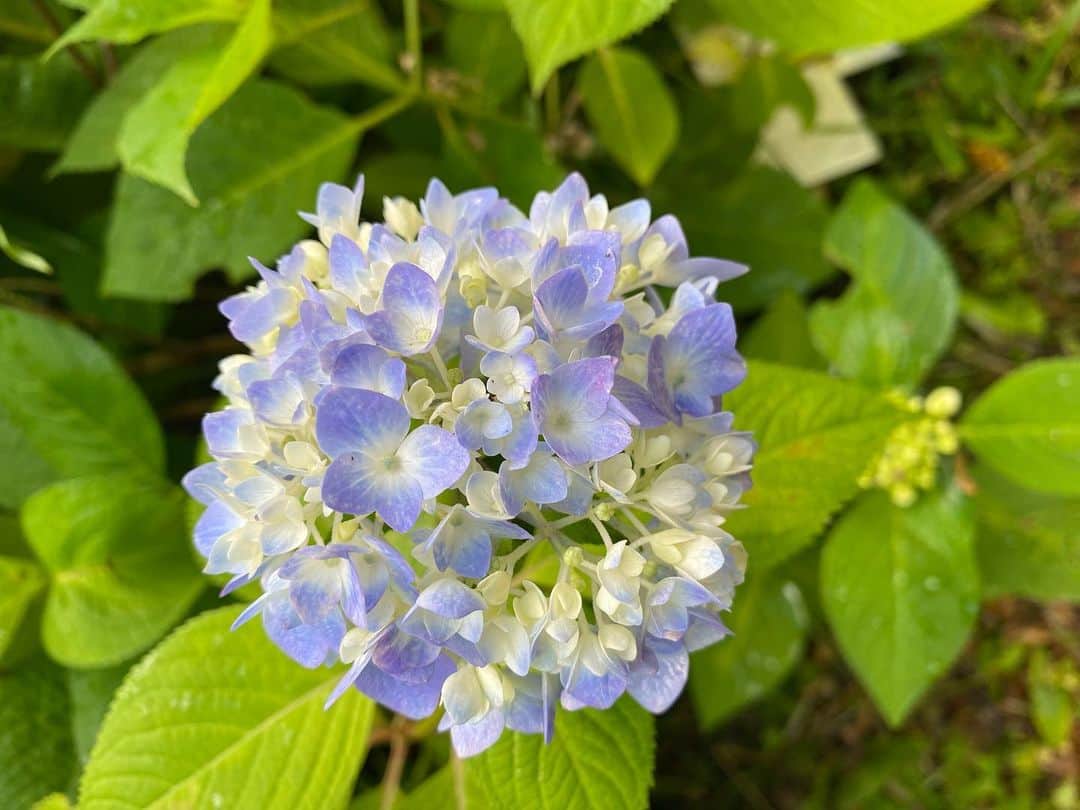 加藤愛さんのインスタグラム写真 - (加藤愛Instagram)「. 朝PONでお世話になっている田中修先生に会えました☺️💕  今回は【紫陽花】について！ 「紫陽花の色は土壌が関係する」 これは有名な話ですよね！ 日本は酸性土壌だからアルミニウムが溶けて 青い紫陽花が咲くときいてから 紫陽花をみるたびに土のことを考えてしまいます🤭✨笑  方言を交えながらゆったりと柔らかい口調で話す 物知りな田中先生のお話を目の前で聴けて幸せでした！！ 来週もお楽しみに🙌🏻 #京都府立植物園#紫陽花」6月9日 19時40分 - kitkatoai