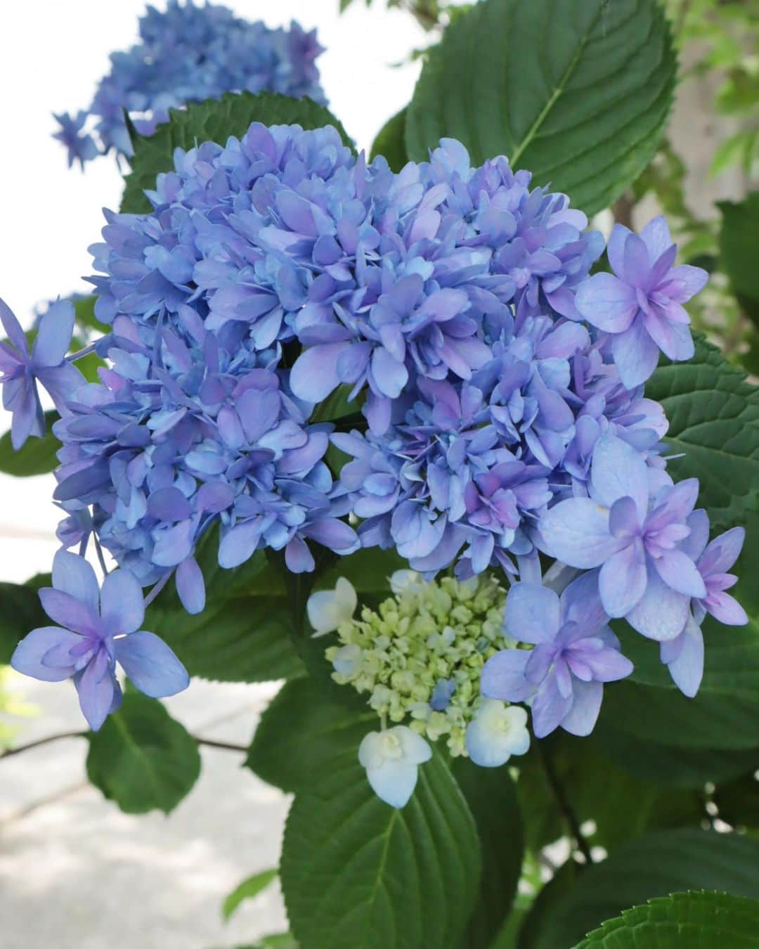 masakiさんのインスタグラム写真 - (masakiInstagram)「fri.10 Jun.2022 おはよう💠 久々にお店にきたら紫陽花が 色づいてました。 いつも何もしてあげてないけれど 今年も綺麗に咲いてくれてありがとう♡  お問い合わせの多いこのラフィアバックは、 フランス発 @maisonnhparis の クロス別注ラフィアトート。 今夜 @hugowar_vintagechic の オンラインストアに二型登場します♡ あとおまちかねインド刺繍ワンピースや シャンブレーカフタン&リネンカフタンワンピースにも 注目ですよ☆」6月10日 13時30分 - mogurapicassowols