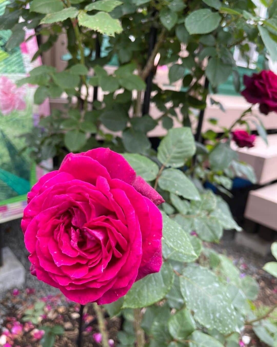 キャシー中島さんのインスタグラム写真 - (キャシー中島Instagram)「* 午後、御殿場につきました。 キルトミュージアムは薔薇の季節を迎え🌹ばらが美しく咲いてます。 25年前までここに住んでいました。その頃庭を薔薇の園にしたくて頑張っていましたが、なかなか上手くいかず大変でした。 薔薇のことをほとんど知らないこともあり、諦めました。 今、我が家の横をバイパスが通り風が抜けるようになり。 びっくりするほど、薔薇が上手く咲いています。 6月いっぱいは薔薇が見れますよ。  ハワイアンステンシルの川島香織先生がキルトミュージアムの塀をハワイアンスタイルに変えてくれました。 ここを守ってくれるティキ、クー！ そしてジンジャーの花やバードオブパラダイスの花が綺麗です。 すごーーーく嬉しい😃😃😃 川島先生、ありがとうございました😭  さてミュージアムの小さなファームのキュウリが🥒収穫できるようになりました。 我が家なマーゴたちがきゅうり好きなので持って帰ります。  さて キャシーマムクッキーの初夏限定🍪オリジナルマスクプレゼント🎁たくさんのご注文ありがとうございます❤️  ご用意したマスクが少なくなりましたので、 今月25日で終了とさせていただきます。  ご注文はお早めにどうぞ  P.S.明日は名古屋の高島屋で、13時と15時の2回トークショーをします。 お近くの方会いに来てくださいませませ❣️」6月10日 21時24分 - official_kathynakajima