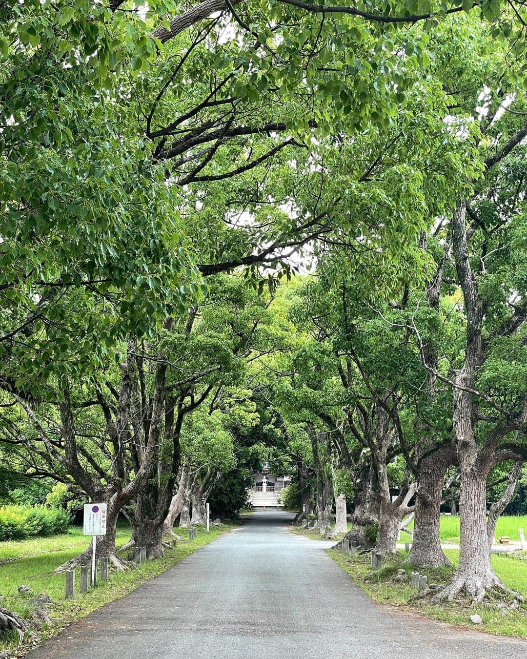 坂元美香さんのインスタグラム写真 - (坂元美香Instagram)「#坂元一人旅  福岡編⑴  1日目 太宰府ぶらぶらお散歩  ①②紫陽花の花手水に感激！！ ③④菖蒲が美しい ⑤⑥鳥居好き⛩ ⑦和牛めんたい重 @kagura.dazaifu  ⑧梅ヶ枝餅 @かさの家 ⑨一時話題になったスタバ 雑誌やネット記事でプロが撮った写真見てたせいか 本物はそこまででもなかった😅 ⑩観世音寺の参道が素敵すぎた  高校の修学旅行以来28年ぶりに 太宰府天満宮に来たのだけど 過去の記憶を何も思い出せないことにびっくり。 学問の神様だから、たぶん 付属だけど大学上がれますように🙏 とか祈っていたにちがいないけど。 （成績がとてもよろしくなかったので） 唯一覚えているのは、制服なのに口紅つけていて （校則厳しい私立の女子校だった） 先生に追いかけられて怒られたのだけは記憶している😅  暑かったけどお散歩楽しかったな。 日焼け止め忘れてすごい日焼けした。  あ！ちなみに御朱印集めはやめました。 （初回以来一回も集めたことないけど） 性格に合わないことはやめます🤣  旅はつづく…」6月11日 9時36分 - mika_saka