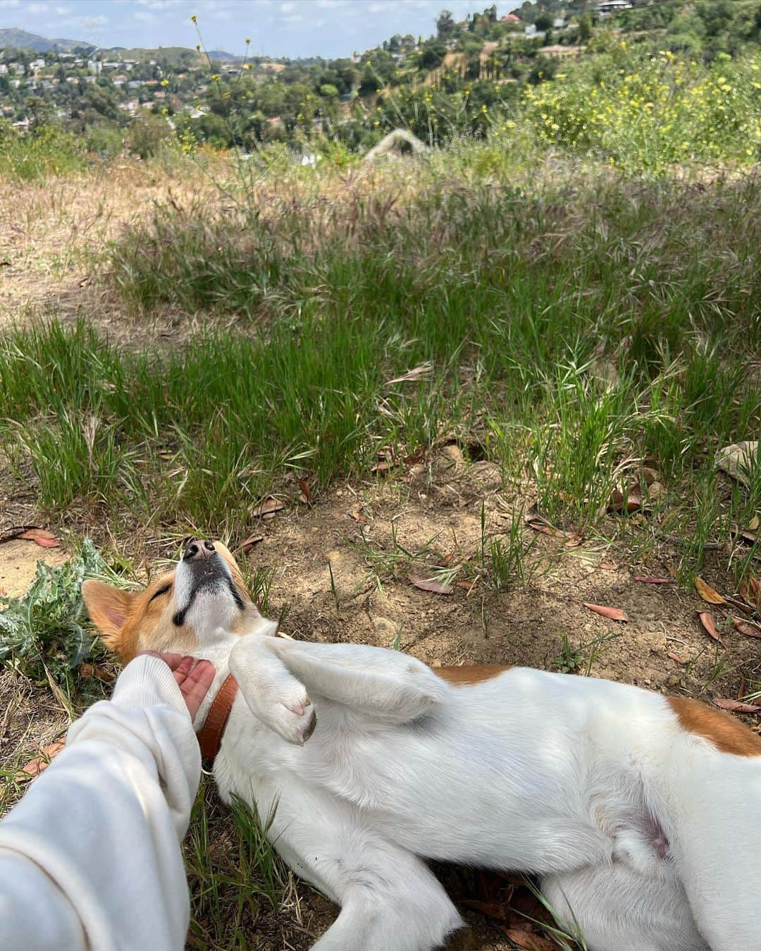 ローラさんのインスタグラム写真 - (ローラInstagram)「あした日曜日のお昼3時からアナザースカイスペシャル番組が放送されるよ〜🤍✨　世界中の人が集まる場所ロスでたくさんの思いや、経験した事、感じた事をいろいろとお話をしたよっ❕🏔  まだまだ伝えきれない事でいっぱいだったけれど、この番組をみた人が少しでもポジティブなきもちになったらうれしいなぁ✨🌷　お時間があったら是非見てね😁✌️🥭  番組のみんな、今回は素敵な機会をありがとう♥️」6月11日 11時21分 - rolaofficial