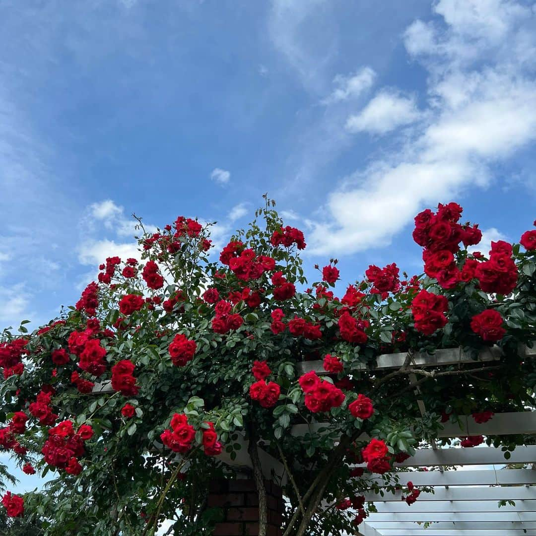 山尾梨奈さんのインスタグラム写真 - (山尾梨奈Instagram)「〻 植物園と川床を楽しんだ優雅な1日🪷 @momoka_hayashi さんと♡」6月11日 20時18分 - yamarina_1210