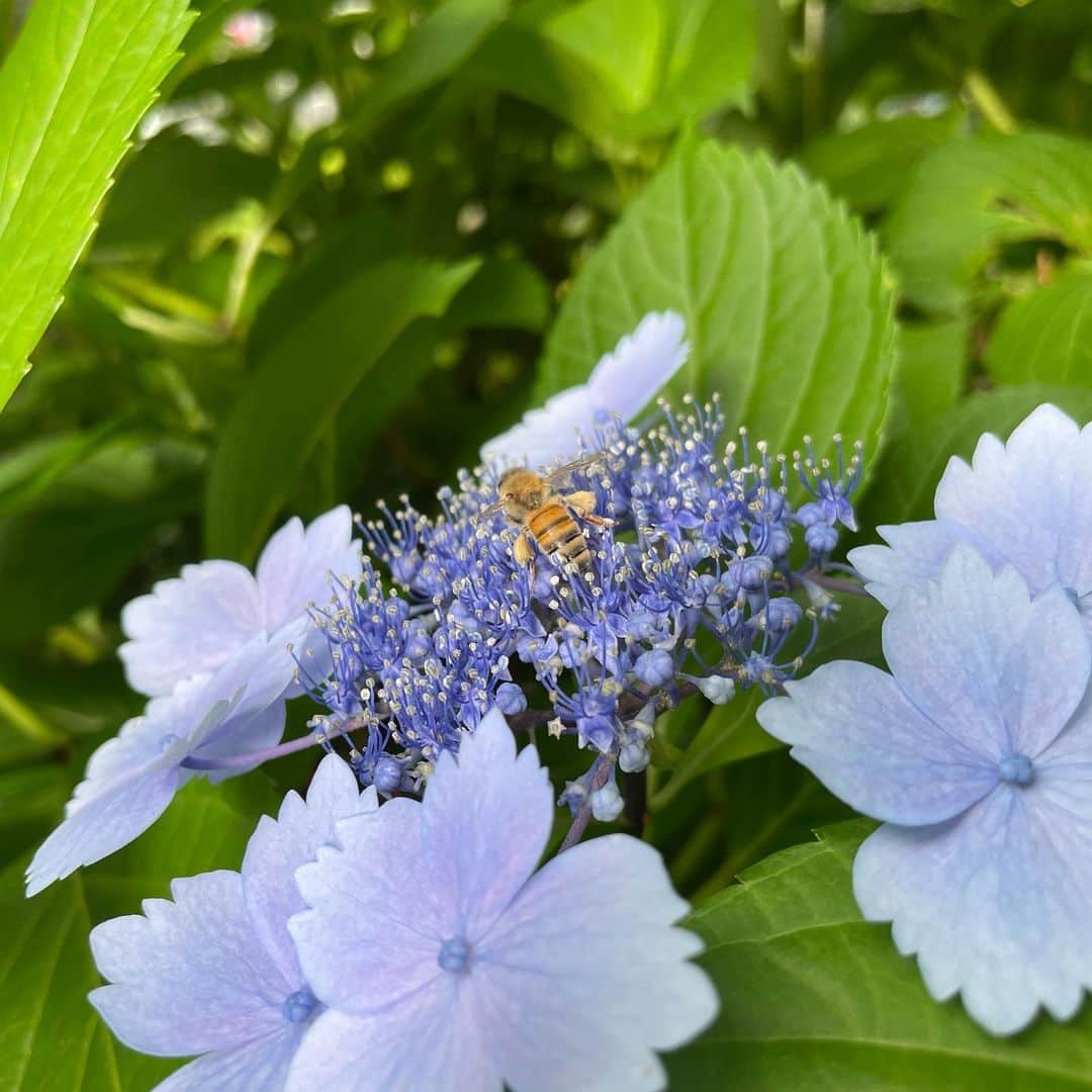 太田景子さんのインスタグラム写真 - (太田景子Instagram)「今朝もサンデーLIVEをご覧いただきありがとうございました😊🙌🏻  毛利庭園はがく紫陽花が少しずつ色づき始めています💠💠💠🌿 働きバチさんも朝からせっせと花粉を集めています。腕にたっぷりくっつけてますね😳  奈良の総本山長谷寺のアジサイも贅沢でキレイでしたよ〜☺️  今日は東海〜西日本は急激な気温上昇による熱中症に🥵 関東や北陸、北日本は天気の急変にお気をつけてお過ごしください⚡️☔️  #梅雨入り #サンデーlive #セントフォース #奈良長谷寺 #総本山 #総本山長谷寺 #長谷寺 #紫陽花 #narahasedera #temple #japanesetraditional #weather #weatherforecast #centforce #」6月12日 9時19分 - keiko_ota1121