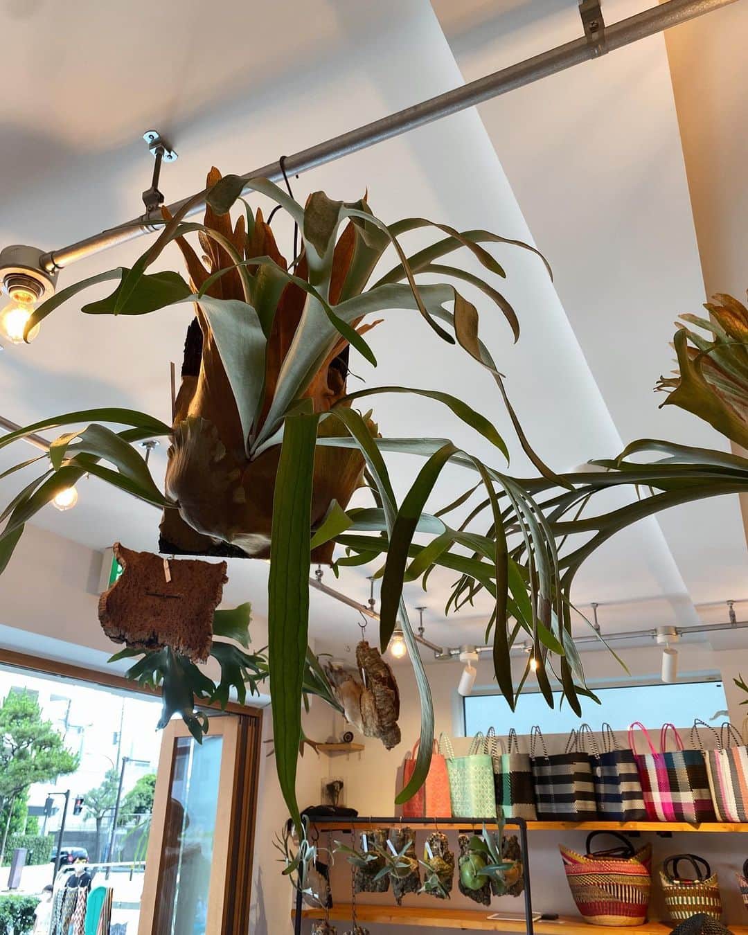 石塚絵梨さんのインスタグラム写真 - (石塚絵梨Instagram)「@lily_green_coffeestand  初のPOPUP無事終わりました🌿 気持ちの良いお天気で、とっても素敵な空間に 植物たちを置かせて頂いて、 沢山のお客様に見て頂けて嬉しかったな☺️🌿 足を運んで下さった皆様ありがとうございました🙇‍♀️   @marihoja  の皆さん、 一緒に参加させて頂いてありがとうございました💕  @miki__otsuka 🫶 @yamanakajimaazusa 🫶 @nonon_83 🫶  全部可愛くて、ずっと見ていられるから 時間があっとゆうまだったー🥺🧺👒  可愛すぎるHATとカゴBAGをお家に連れて 帰ってきたので、また載せますね🥰  #marihoja #LILY #インテリアグリーン#観葉植物 #観葉植物のある暮らし #ビカクシダ」6月12日 22時34分 - ishi_eri1213