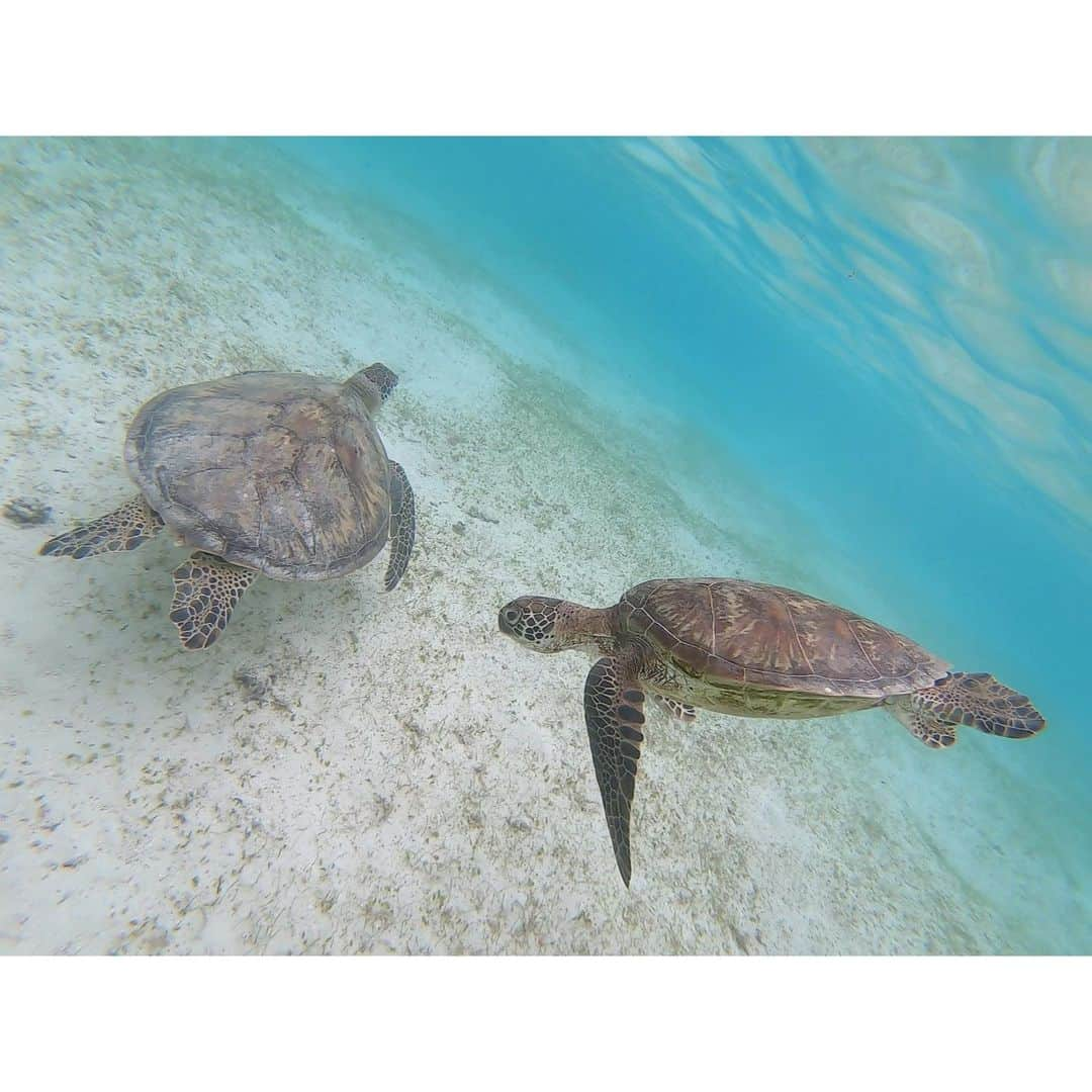 渡部いずみさんのインスタグラム写真 - (渡部いずみInstagram)「⁡ GW誕生日に家族旅行で 宮古島🐢💓🐠  ⁡ 『カメを触ってはいけない』ルールを 守りながらのセルフィーは至難の業‼️ ⁡私は小学生の時に実は 平泳ぎの大会に出ていた✌️爆  カメが好きな長男は野生のカメに 感動してた🥹 ⁡ ⁡ ⁡ この日めっちゃチンクイに刺されたの私😣 チンクイって知ってる？ チンクイって名前からして許せないんだけどさっ  ⁡ 次からは宇宙服みたいなやつで行きます🌊🐬 ⁡ ⁡ #宮古島 #新城海岸 #ウミガメ ⁡#チンクイ  ⁡ ⁡ ⁡ ⁡ #イルカ肌洗顔 #イルカ肌洗顔のススメ #主婦の友社 #予約開始 #楽天ブックス ⁡ #ピンニャー #ピンシャニスト #イルカ肌 #洗顔はエクスタシー ⁡ ⁡ ⁡ ⁡ ⁡ #スキンケア #ヘアケア #美容 #楽天 #yahoo #Amazon #LINEギフト #自社モール #マルチクレンズ  #美肌 #洗顔 #クレンジング ⁡ ⁡ #渡部いずみ #PINCHER ⁡ ⁡ ⁡ ⁡ ⁡」6月12日 22時53分 - pincher__izumi