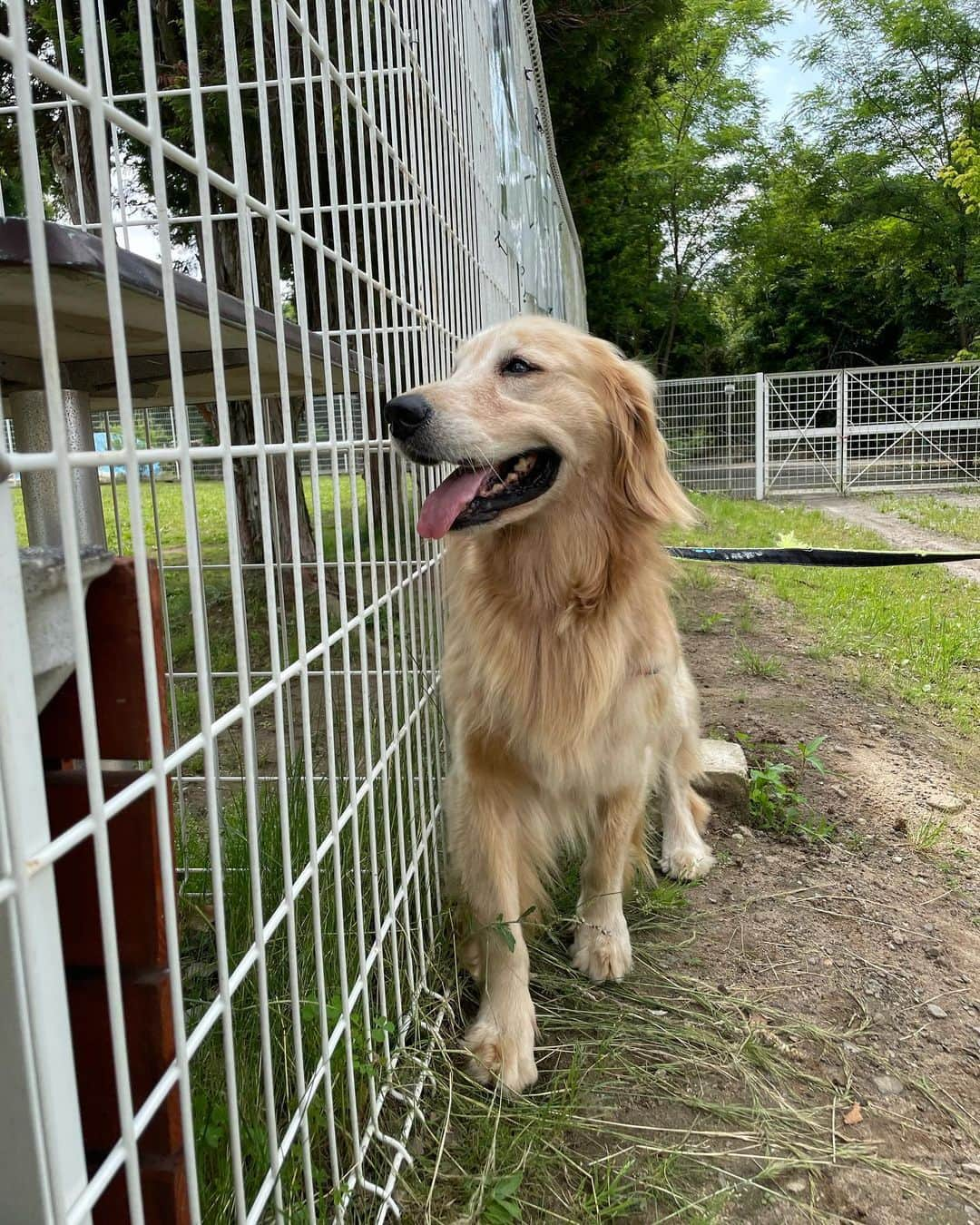 SÜMIREさんのインスタグラム写真 - (SÜMIREInstagram)「. たくさんのわんちゃんに癒された日🫶🏽🐶 . #犬#犬スタグラム#つくばわんわんランド  #ゴールデンレトリバー#大型犬#ボクサー犬  #goldenretriever#dog#dogsofinstagram」6月13日 19時19分 - 12_sumiregram_26