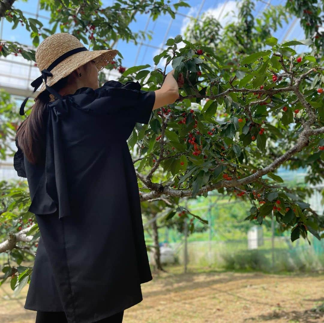 木本泉さんのインスタグラム写真 - (木本泉Instagram)「- さくらんぼ狩り🍒  予約なしだとなかなか入れなかったけど、優しい農園の方が入れて下さった❤️  もう、大大大大大好物のさくらんぼ🍒❤️🍒❤️  沢山、思う存分食べられました！  こんなに沢山のさくらんぼの品種を一度に食べられるなんて感動✨  #山梨#さくらんぼ狩り#フルール農園#さくらんぼ」6月14日 0時24分 - izumikimoto