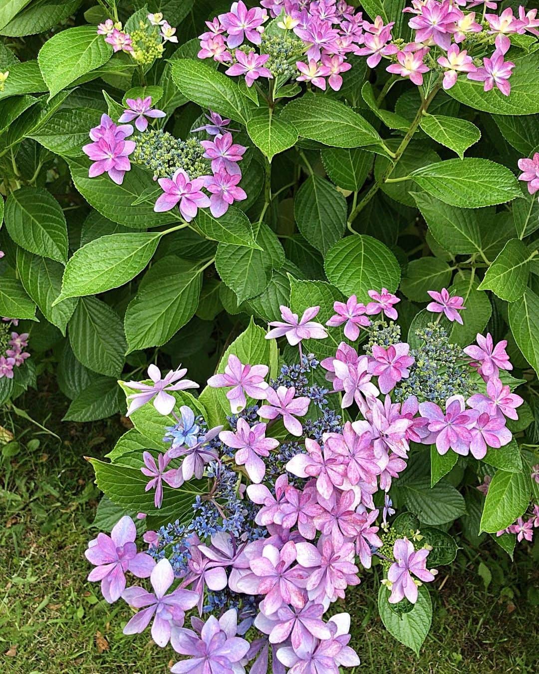 小川知子さんのインスタグラム写真 - (小川知子Instagram)「おはようございます☁️  庭の芝刈りしようと思ったら霧雨が降ってきて寒い。  でも紫陽花はこんなお天気に似合いますね。  今日も元気にねー🙋‍♀️  #紫陽花 #額紫陽花 #小雨 #小川知子」6月14日 9時30分 - tomoko_ogawa_