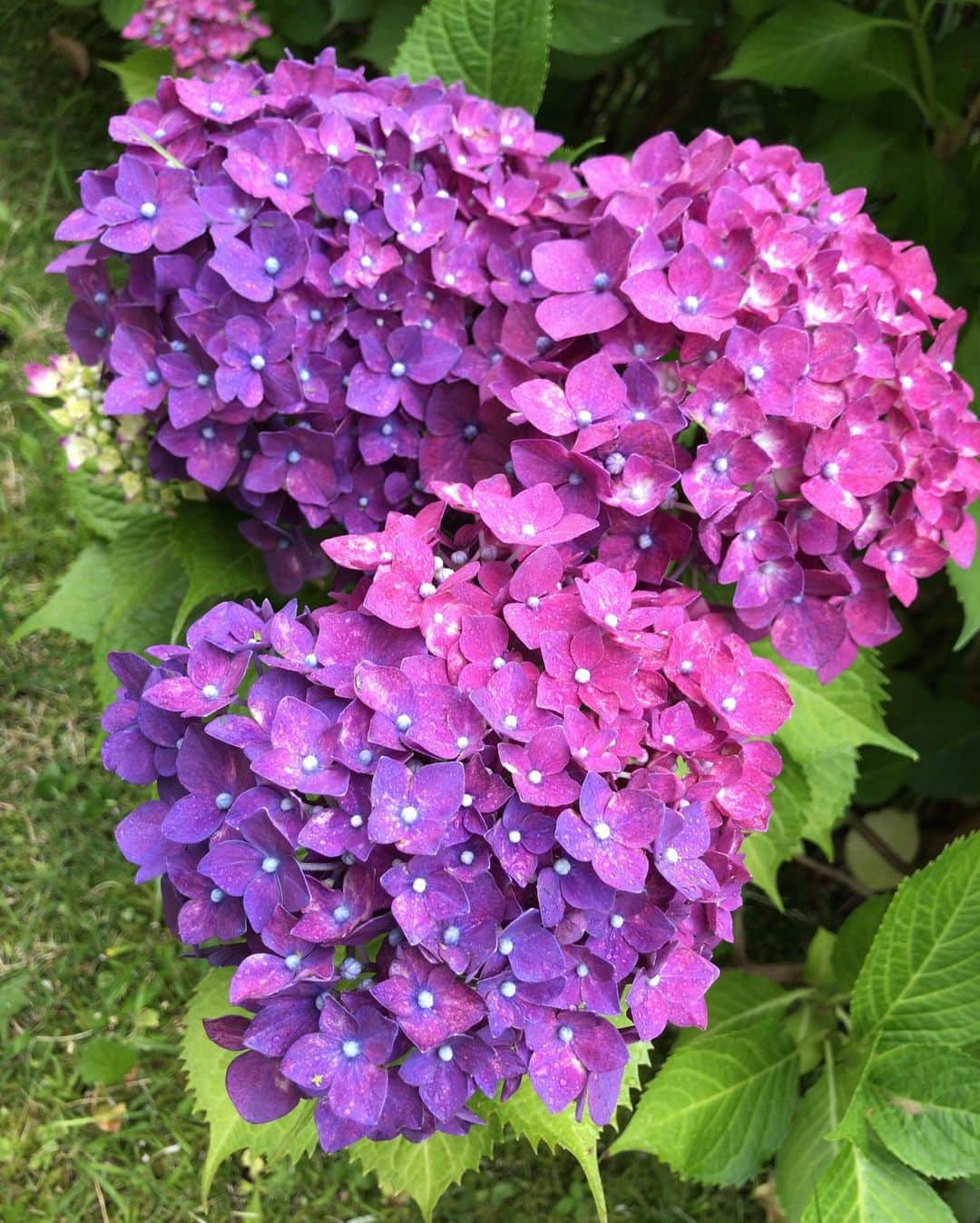 小川知子さんのインスタグラム写真 - (小川知子Instagram)「おはようございます☁️  庭の芝刈りしようと思ったら霧雨が降ってきて寒い。  でも紫陽花はこんなお天気に似合いますね。  今日も元気にねー🙋‍♀️  #紫陽花 #額紫陽花 #小雨 #小川知子」6月14日 9時30分 - tomoko_ogawa_