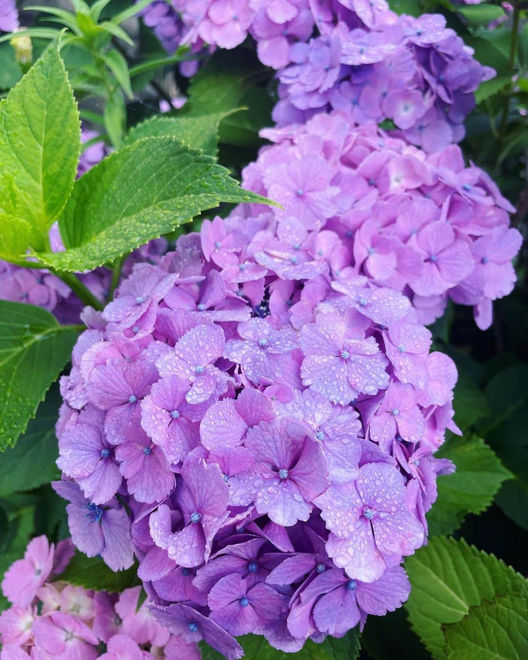 星那美月さんのインスタグラム写真 - (星那美月Instagram)「雨降りの日の紫陽花可愛い💜  #ほしなカメラ」6月14日 10時26分 - mitsukihoshina