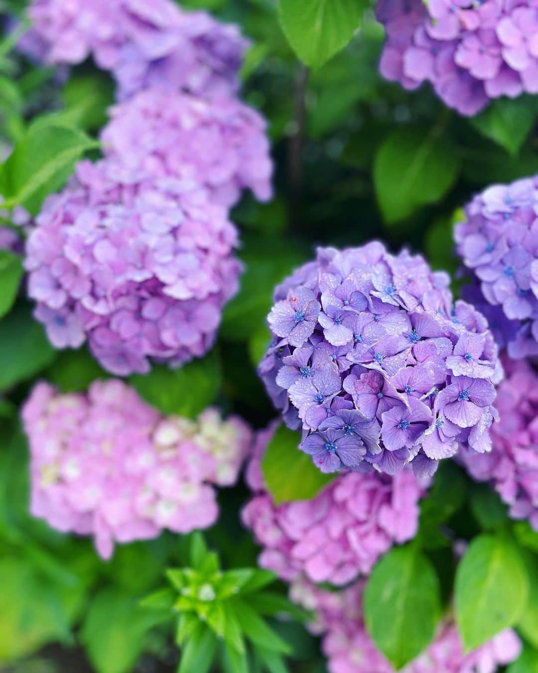 星那美月さんのインスタグラム写真 - (星那美月Instagram)「雨降りの日の紫陽花可愛い💜  #ほしなカメラ」6月14日 10時26分 - mitsukihoshina