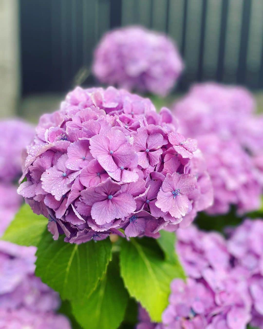 星那美月さんのインスタグラム写真 - (星那美月Instagram)「雨降りの日の紫陽花可愛い💜  #ほしなカメラ」6月14日 10時26分 - mitsukihoshina