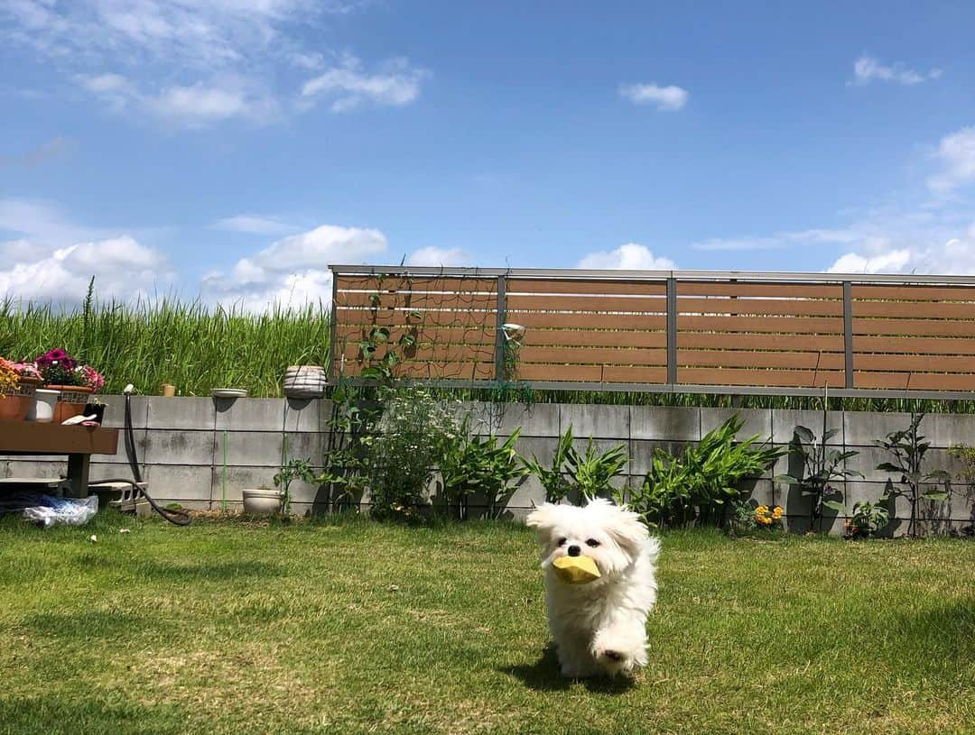 小野真弓さんのインスタグラム写真 - (小野真弓Instagram)「おはようございます☺️ 今日も良い一日を(о´∀`о)🍀  新しい預かりにゃんこ ハチくんです🐾  ほんの少し前まで居た ネロくんそっくりですが〜🐈‍⬛🐈‍⬛ 違い、わかりますか〜❓ 難易度高め😂  見慣れてくると、全然違うお顔にゃあー✨ ハチくんの方が、 ぼってり太っちょさんにゃ☺️ 人間大好きとっても甘えん坊✨ ケンカもしにゃいよ。 可愛くてたまらにゃい🤤💘  最初の医療をまた、 @forestdogcc  #わたりだ動物病院 に、ご協力頂きました🙇‍♀️ いつもありがとうございます🥺  しばらく仮のかーさん🙋‍♀️ ハチくん よろちくにゃん❤️  #黒猫#ハチくん #親子猫#ろくちゃんファミリー #預かり猫#保護猫 🐾 #チワワ#ハナちゃん #チワマル#ハルくん #雑種猫兄妹#アオくん#ナナちゃん #犬と猫のいる暮らし #犬猫日記  🐶🐶🐯🐯 うちの子たちも 色んな子がやってくることに だんだん慣れてきました☺️  キャリーを覗いて、、 どんな子が来たかチェック😍 今回リアクション薄め👀👀 おそらく、、 お見合いに行ったネロくんが帰ってきた！！ と思ってます😂」6月15日 9時50分 - hanaharuaroi