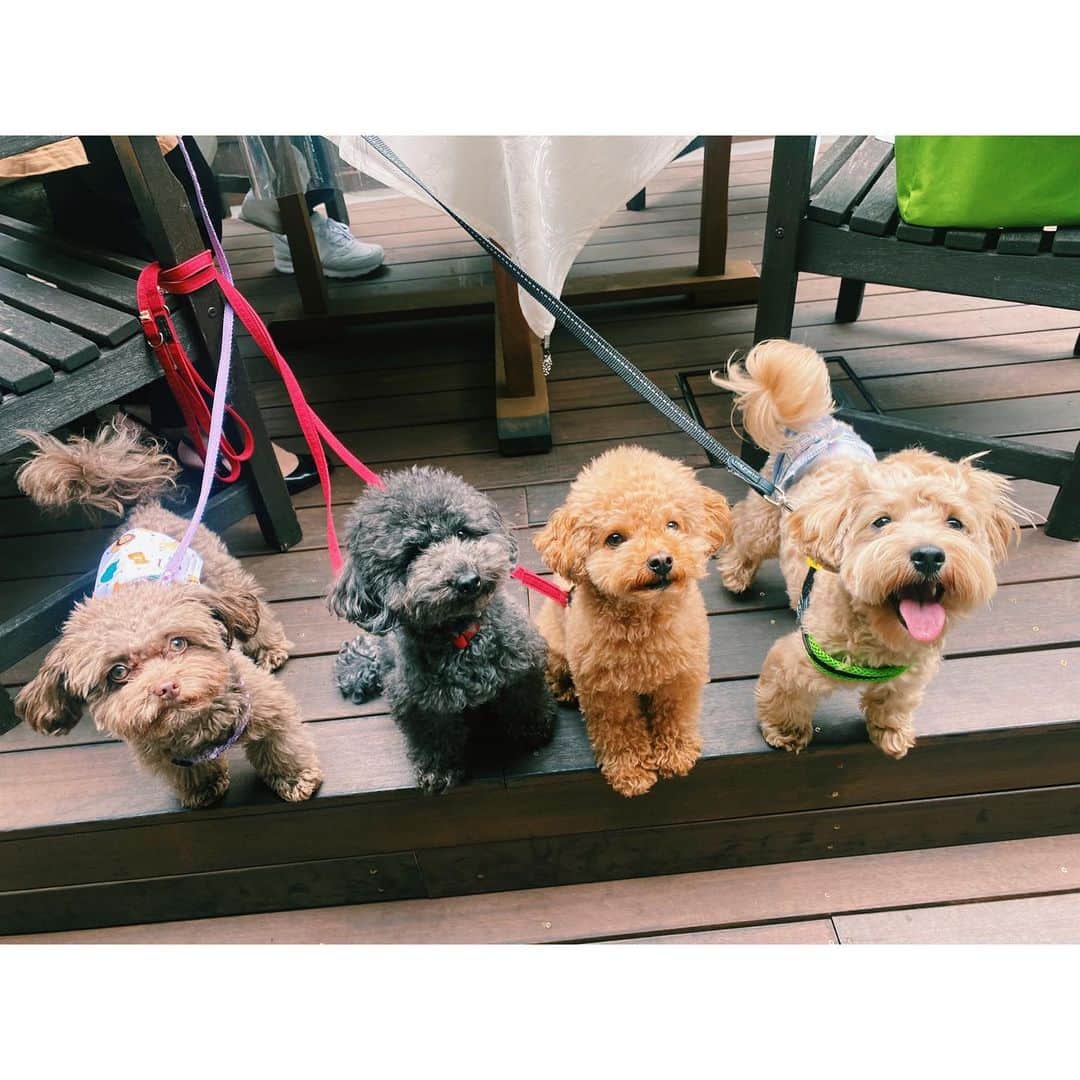 水崎綾女さんのインスタグラム写真 - (水崎綾女Instagram)「🐶🐶🐶🐶🐶  おいぬかい。みんなが可愛すぎて癒されたぁぁぁ♡♡♡  @rea.ruru  @bolo0822  #いぬ #dog #dogsofinstagram  #犬 #🐶 #🐕 #イヌ #🐕‍🦺」6月15日 20時45分 - misakiayame