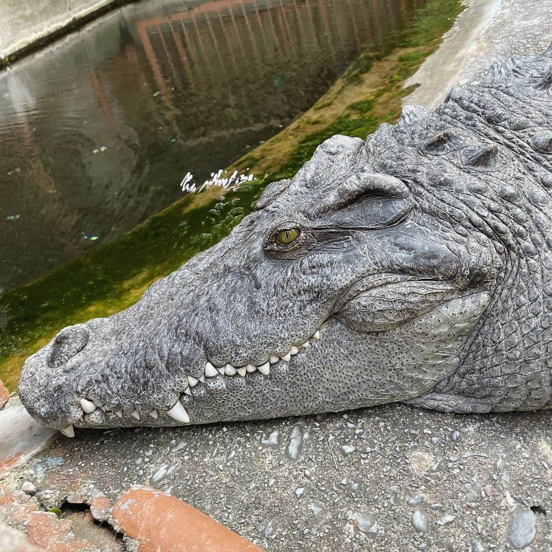 木下ひなこさんのインスタグラム写真 - (木下ひなこInstagram)「🍌念願のバナナワニ園🐊 ワニかっこよかったし 別館にレッサーパンダがたくさんいて とっても可愛かった🫶🫶 結構見応えあって楽しかったです!!! ((スワイプすると🐊いるよ💕))  #伊豆#伊豆旅行#バナナワニ園」6月15日 21時15分 - hinako_0525