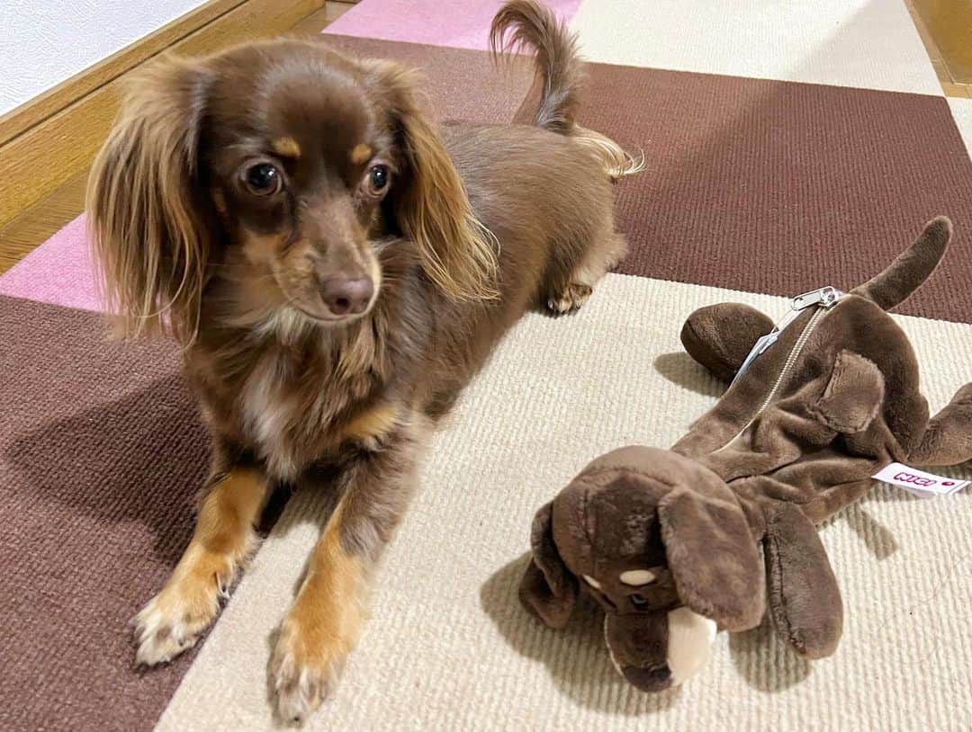 加藤一華さんのインスタグラム写真 - (加藤一華Instagram)「. ドッペルゲンガーくんとご対面🐶  『・・・俺やん。』 って言うてます。  ほんと似てる☺️☺️🤍 いい写真撮れた😹🤳  仲良くね〜〜🐕  #NICI #NICIのダックスフントシリーズ #かわいいぃぃぃぃ！ #これはペンポーチ #キーリングも持ってるよ #ぷんた似🐶 #興味津々である #dog #犬のいる暮らし  #わんことお出かけ  #わんこのいる生活 #チワックス #チョコタンチワックス」6月15日 22時37分 - ichika_kato