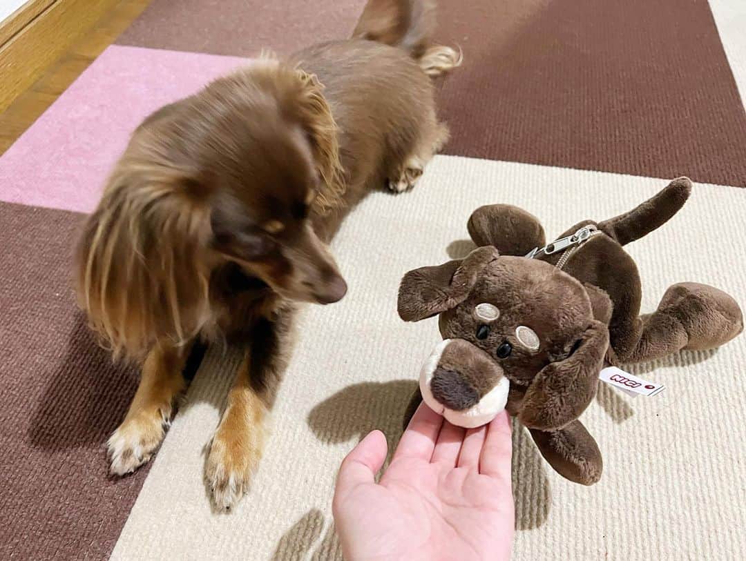 加藤一華さんのインスタグラム写真 - (加藤一華Instagram)「. ドッペルゲンガーくんとご対面🐶  『・・・俺やん。』 って言うてます。  ほんと似てる☺️☺️🤍 いい写真撮れた😹🤳  仲良くね〜〜🐕  #NICI #NICIのダックスフントシリーズ #かわいいぃぃぃぃ！ #これはペンポーチ #キーリングも持ってるよ #ぷんた似🐶 #興味津々である #dog #犬のいる暮らし  #わんことお出かけ  #わんこのいる生活 #チワックス #チョコタンチワックス」6月15日 22時37分 - ichika_kato