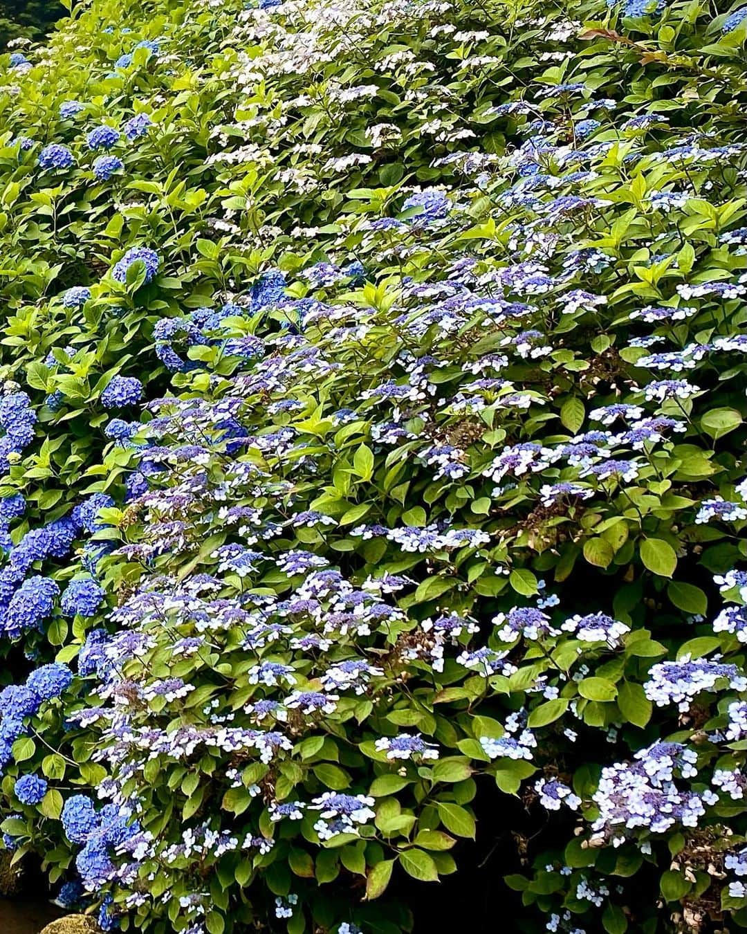 箕輪玖美さんのインスタグラム写真 - (箕輪玖美Instagram)「紫陽花😊  近所を歩いていると、色んな紫陽花が満開💐  梅雨時の楽しみ💕  #紫陽花 #花のある暮らし #お花が好き #雨の風情 #梅雨の花  #美しい日本 #散歩 #japan #箕輪玖美」6月16日 7時26分 - kumi.111