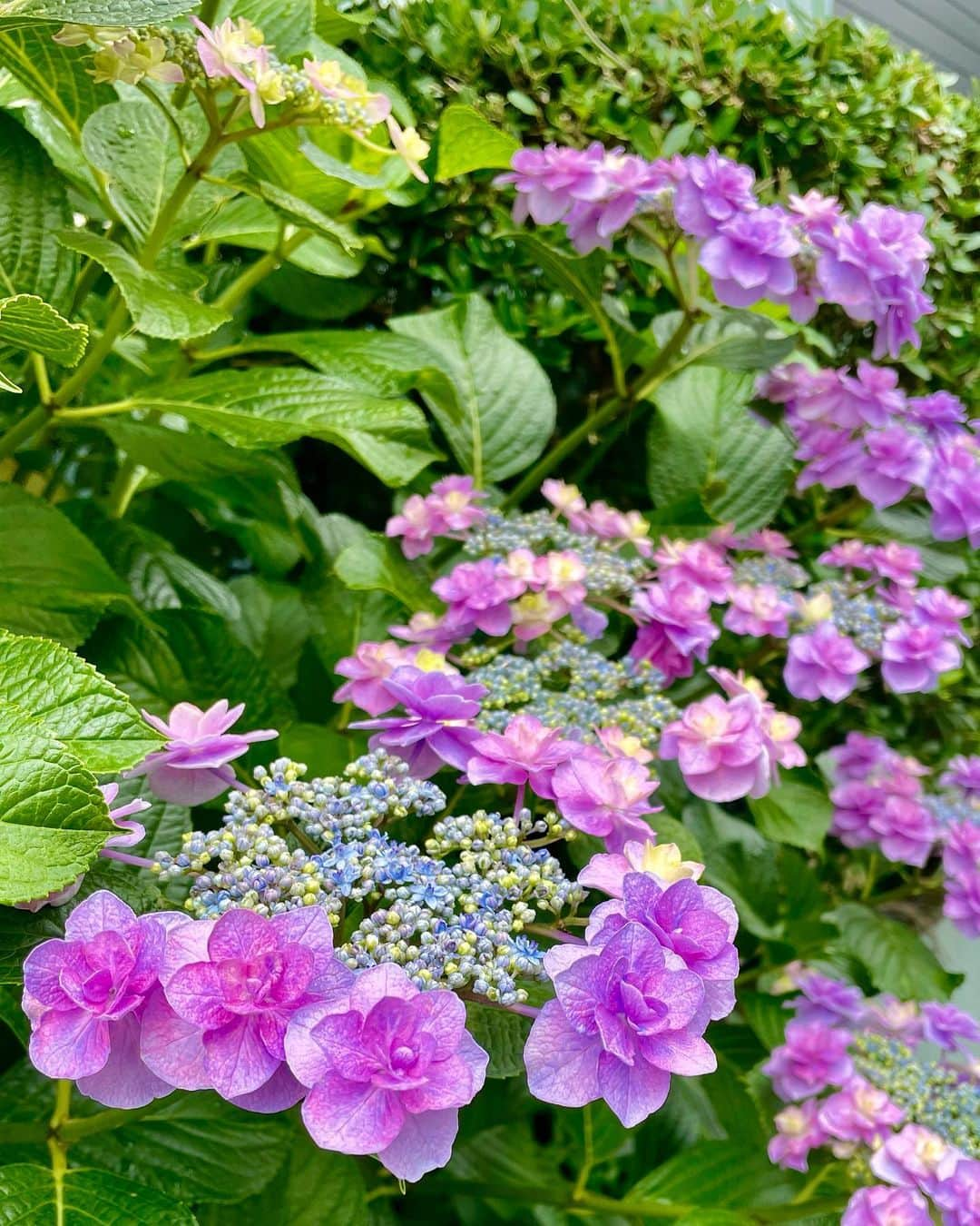 箕輪玖美さんのインスタグラム写真 - (箕輪玖美Instagram)「紫陽花😊  近所を歩いていると、色んな紫陽花が満開💐  梅雨時の楽しみ💕  #紫陽花 #花のある暮らし #お花が好き #雨の風情 #梅雨の花  #美しい日本 #散歩 #japan #箕輪玖美」6月16日 7時26分 - kumi.111