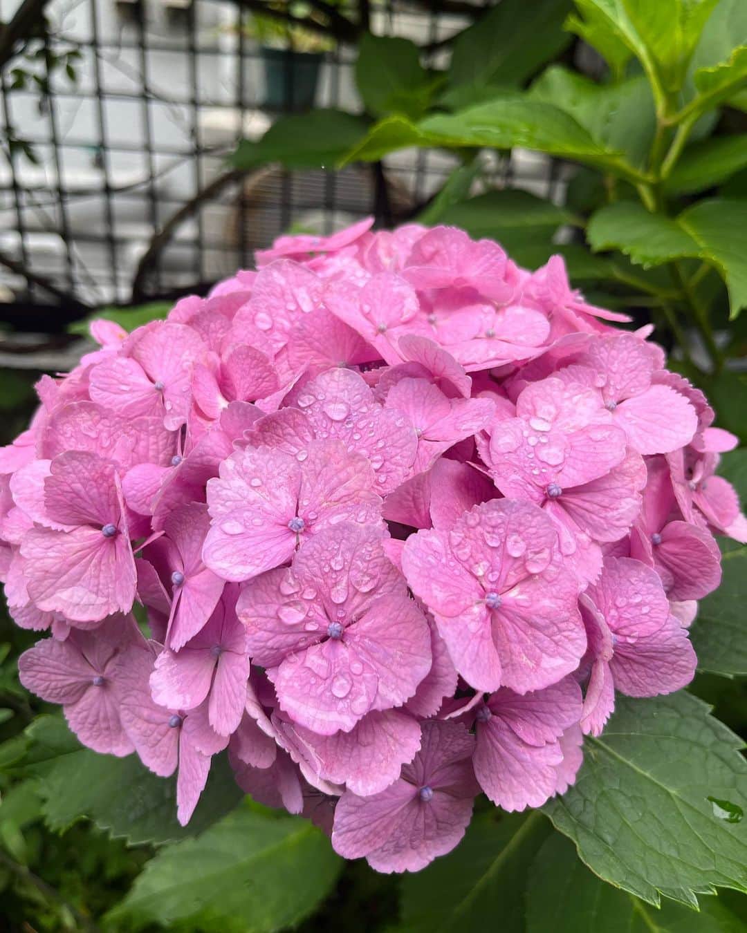 工藤静香さんのインスタグラム写真 - (工藤静香Instagram)「東京の午後は気温が少し上がるのかな？しかし、ジメジメしていますね。でもお肌には良いけれど😂  紫陽花は長く咲いていて美しい。  シューズ @bape_japan」6月16日 12時21分 - kudo_shizuka