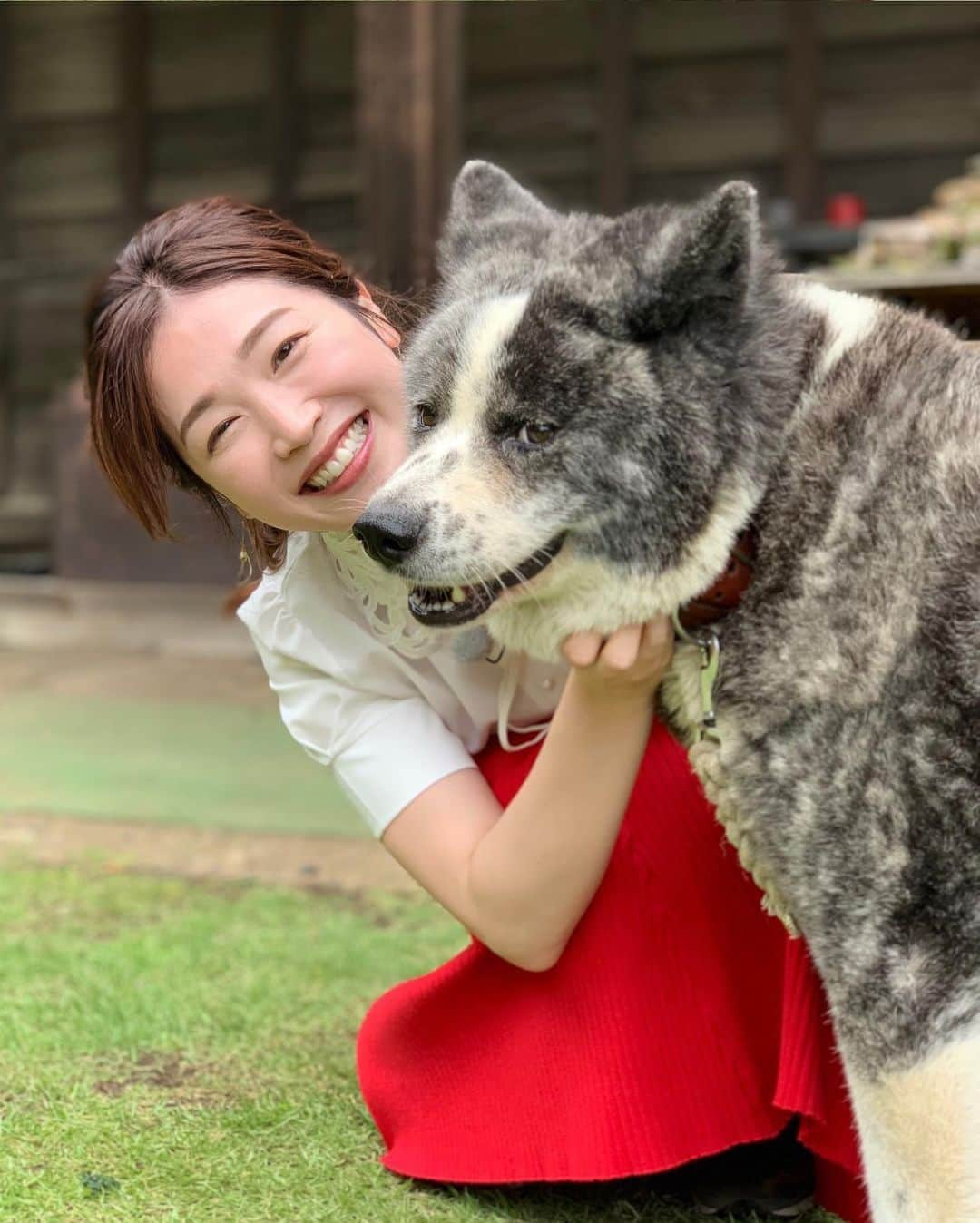 佐藤美樹さんのインスタグラム写真 - (佐藤美樹Instagram)「. . 取材先で出会った秋田犬🐕 . 動物好きですから、そりゃ〜 モフモフしちゃいますよね〜〜🥰 綱島の桃農家@池谷桃園にて . . 私は果物で桃が1番好きなんですが🍑 . . 最近はトロピカルフルーツに 心惹かれています( ´ ▽ ` ) . . 何故なら横浜ベイホテル東急の トロピカルアフタヌーンティーが 素晴らしかったから・・ 🥭・🍌・🍍とこなつきぶん！ . . . 撮影後、、 スタッフさんにまだ食べるのぉ？ と呆れられながらも、 美味しくて止まりませんでした♡ .  ━─━─━─━─━─━─━─━─ #横浜  #横浜グルメ  #横浜カフェ  #アフタヌーンティー  #ヌン活  #秋田犬  #犬好き  #動物好き  #佐藤美樹  #衣装  #smile  #yokohama  #dog  #photo  #ootd  #ファインダー越しの私の世界」6月16日 21時54分 - satomiki0224