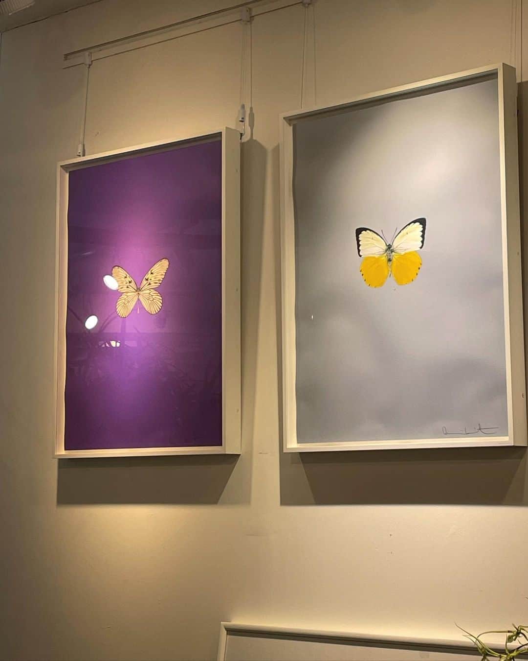 パン・ソヨンさんのインスタグラム写真 - (パン・ソヨンInstagram)「나비 보러 또 가야지 🦋」6月16日 22時27分 - banso