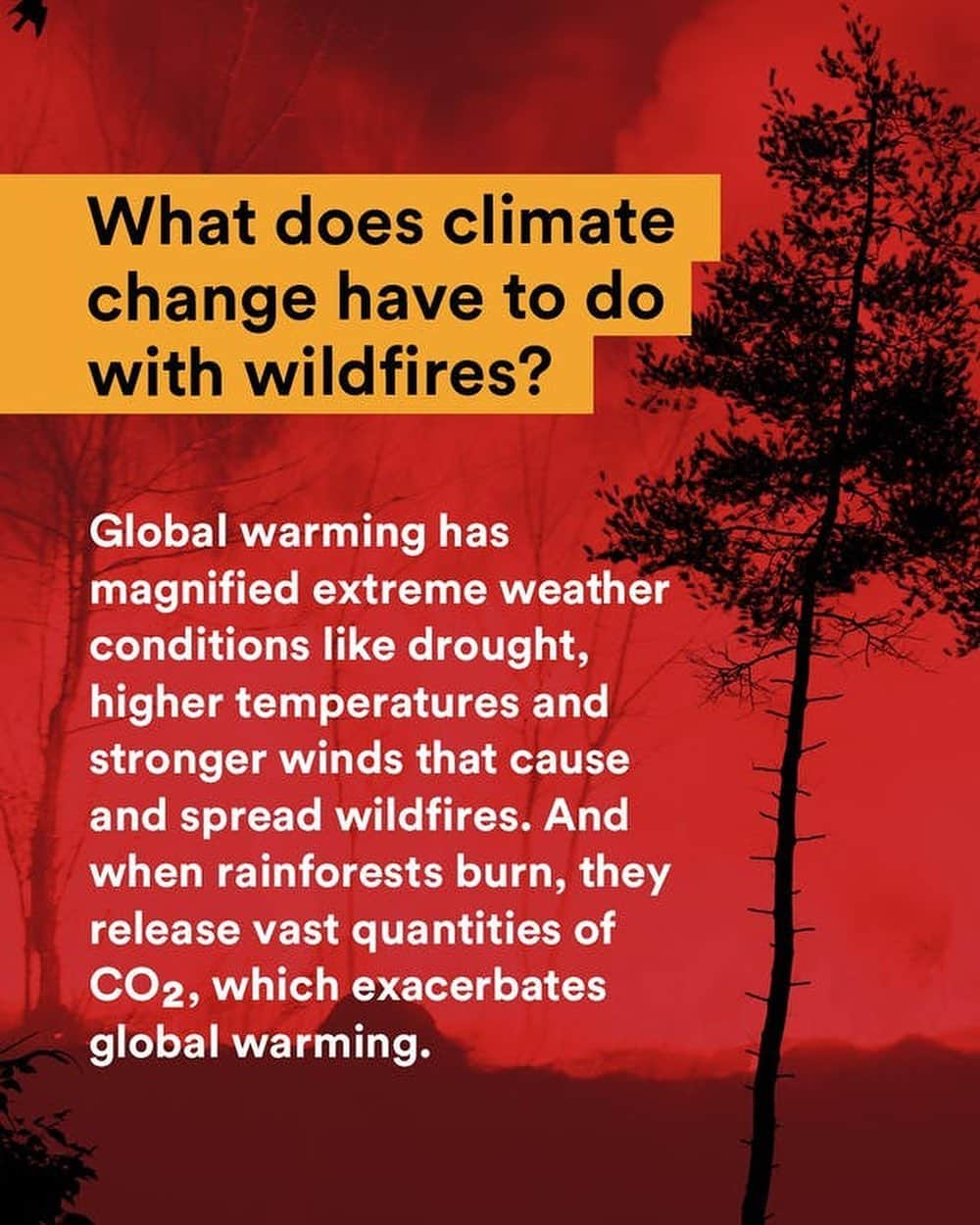 レオナルド・ディカプリオさんのインスタグラム写真 - (レオナルド・ディカプリオInstagram)「Climate change has magnified extreme weather conditions like drought, higher temperatures, and stronger winds that cause and spread wildfires. When rainforests burn, they release vast quantities of CO2, which exacerbates climate change.    Ecosystem destruction is among the main drivers of this detrimental cycle, making the microclimate drier and wildlands more prone to fires that are hotter and spread faster. Swipe to get the breakdown of the rise of wildfires and how we can slow the uptick.」6月17日 4時41分 - leonardodicaprio