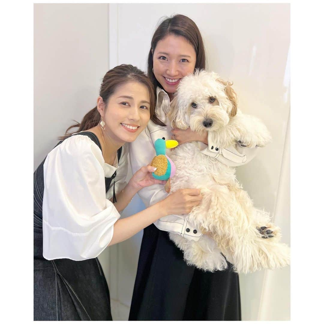 永島優美さんのインスタグラム写真 - (永島優美Instagram)「* なんでこんなに可愛いのでしょうか🤦🏻‍♀️💓 三田さんの愛犬ぱるむくんに会いに行ってきました🐶❤️  前会った時より大きくなっていて、 変わらない人懐っこさにメロメロ🤤❣️  トリさん気に入ってくれてありがとう🥹🦜 たくさん遊んでね🥳」6月17日 16時11分 - yuumi_nagashima