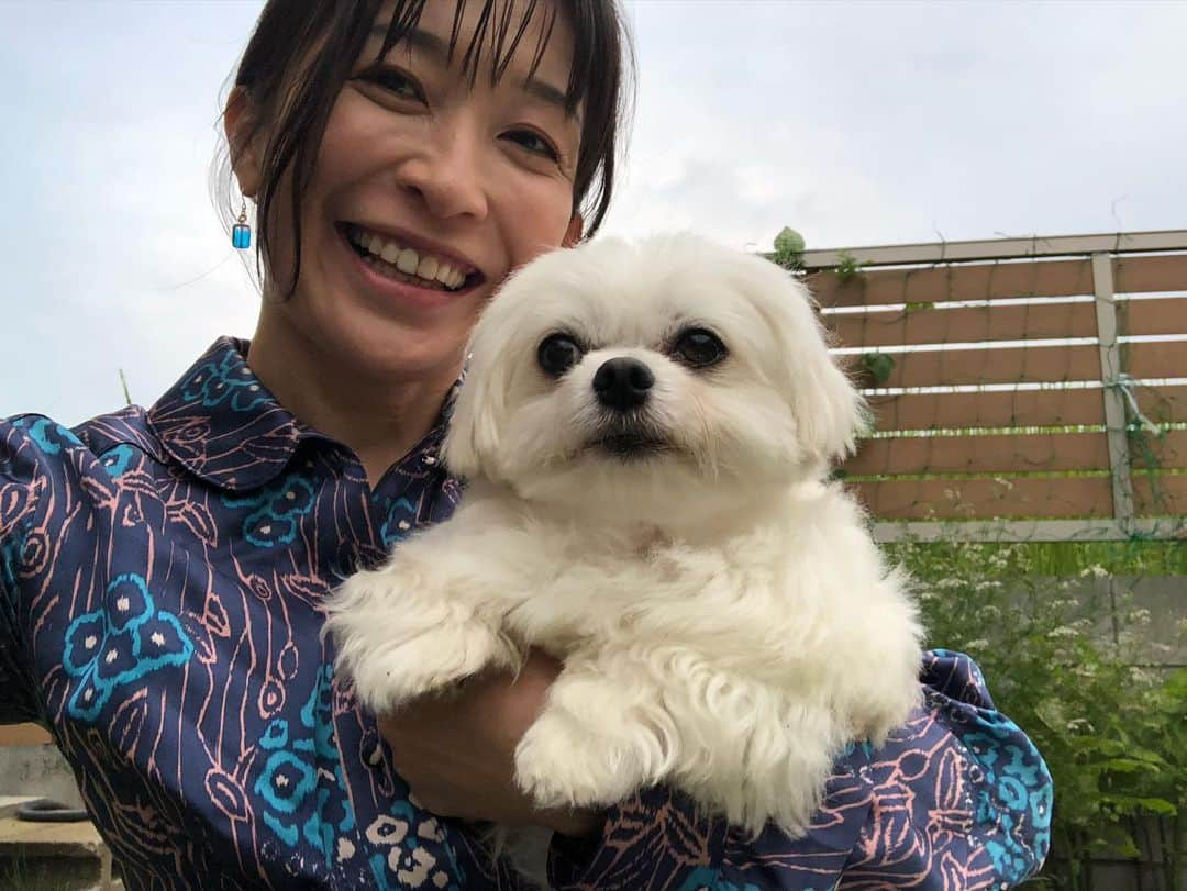 小野真弓さんのインスタグラム写真 - (小野真弓Instagram)「おはようございます☺️  庭の紫陽花が満開💠 おかーさんのワンピースも紫陽花柄✨😆 １５年くらい着ているお気に入りです(*´꒳`*)💘  🐶🐶🐯🐯🐈‍⬛ ちかごろー、、 朝起きると、みんなの水飲みに、 色んなものが入っています〜😂 犯人は、ナナちゃんか、ハチくん、 だと思う。。🕵️‍♀️🤔 毎朝実は、 おかーさん、ちょっとたのちみ😆❤️ 🐱 ろくちゃんファミリーも 元気に順調＼(^ω^)／ 1番大きなみーちゃんは、片目が開きました👀✨ すくすく、大きくなーれ🍼🥺  今日も、良い一日を☺️🍀✨  #チワワ#ハナちゃん #チワマル#ハルくん #雑種猫兄妹#アオくん#ナナちゃん 🐾 #黒猫#ハチくん #サバトラ#ろくちゃん #ろくちゃんベビー#まみむめも #預かり猫#保護猫#野良猫 #犬と猫のいる暮らし#犬猫日記  #紫陽花ワンピ」6月18日 6時04分 - hanaharuaroi