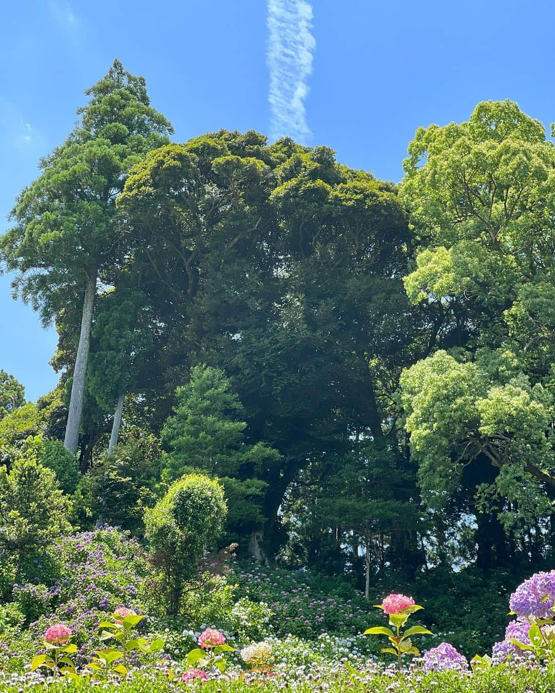 小田飛鳥さんのインスタグラム写真 - (小田飛鳥Instagram)「紫陽花の花言葉って、エッチｨですよね🫣💛  #服部農園あじさい屋敷 #紫陽花 #hydrangea #移り気 #心変わり #japan #japnesegirl #asiangirl #千葉 #茂原」6月18日 7時19分 - asuka_oda_0320