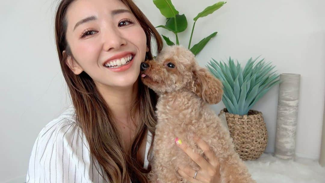 まりなさんのインスタグラム写真 - (まりなInstagram)「3人家族になりました…!!!🐶❤️  もう念願の念願の、、、です🥹✨  2歳半でメスのトイプードルのルルちゃんです!!!もう天使!!みんな仲良くしてね〜😂✨✨✨  ルルちゃんは保護犬で、保護センターから引き取ってこの度我々が里親になりました!!  繁殖犬（毎年わんこを産むわんこ）としてブリーダーさんのところで育っていたんだけど、右耳がないことを理由に（小さい時にお母ちゃんに噛まれてかけちゃったみたい!!でもちゃんと聴こえてるよ!!）ブリーダーさんが早めに繁殖犬を引退させて里親募集をしたそうです🌱  毛がしっかり生えてるから耳がないのはそんなに分かんないんだけどね、とっても可愛いチャーミングポイントなのです🥹❤️(走ると右耳だけめちゃくちゃ風切って走ってる感じが出て鬼可愛いのww🤣今度見せるね!!)  半年以上前からいろんな保護犬•保護猫団体さんに問い合わせたり、LINEしたり、 zoomで話を聞いたりして、ようやく3人家族になりました✨  本当にお利口さんで、大人しくて、穏やかで 人が大好きです🥲🙏✨（まだ緊張してて吠えないし、いたずらもしないけど、うちらには喜んで身体をすり寄せてきてくれます🥹🙏✨）  ゲージで育ってきたので、身体は痩せてて体力もあんまりないけど、これから少しずつ少しずつ慣れてもらったら良いなーって感じです😂✨（バルクアップしてボディメイクしようねルルちゃん✊🤣!!笑）  これからも竹脇ファミリーをよろしくお願いします🥹🙏✨  フォローしてた保護犬や保護猫団体さんのアカウント載せておきます🌱保護犬を保護するという選択肢もあるんだ!!と少しでも知ってもらえたら嬉しいです☺️  @anifare_jp  @dogrescue_anella  @omusubi_pet   #保護犬 #犬のいる暮らし #トイプードル #犬好きな人と繋がりたい #ルルちゃん」6月18日 7時38分 - takemari1219