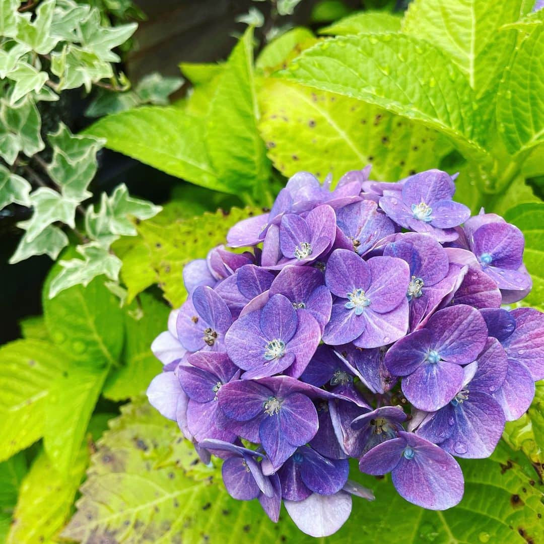 望月理恵さんのインスタグラム写真 - (望月理恵Instagram)「ベランダの紫陽花☺️ 今年も咲きました！ ブルーと紫。 来年は赤にしようと企んでいます。 卵の殻を乾燥させたものを パウダー状にして土に撒くと 卵の殻に含まれる炭酸カルシウムの 弱アルカリ性の成分により、 アジサイの色を赤く変えるそうです。 チャレンジしてみます❣️」6月18日 9時17分 - mochiee28