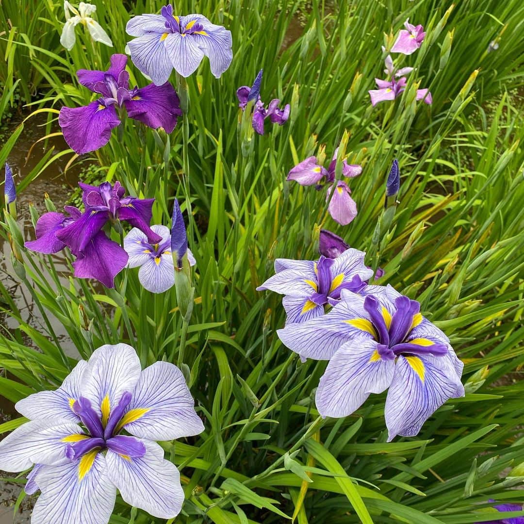 大島璃音さんのインスタグラム写真 - (大島璃音Instagram)「最近見た紫の花々💜 梅雨時期は紫のお花が多いのかな？あっという間にカメラロールに集まりました📷  お休みの日は、自然を求めて近場から遠くまでお散歩に行くので殆どの投稿がお花になってきてしまいました😅  梅雨入りしましたが、お天気に恵まれる週末のところが多くなりそうですね。 素敵な週末をお過ごしください🌼  ちなみに3枚目と8枚目、なんのお花か分かる方いらっしゃいますか？ぜひ教えてください💬」6月18日 9時39分 - rinon_ohshima