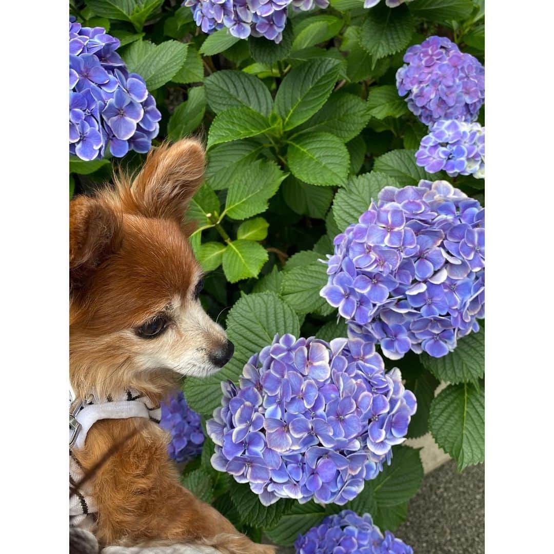 大島璃音さんのインスタグラム写真 - (大島璃音Instagram)「最近見た紫の花々💜 梅雨時期は紫のお花が多いのかな？あっという間にカメラロールに集まりました📷  お休みの日は、自然を求めて近場から遠くまでお散歩に行くので殆どの投稿がお花になってきてしまいました😅  梅雨入りしましたが、お天気に恵まれる週末のところが多くなりそうですね。 素敵な週末をお過ごしください🌼  ちなみに3枚目と8枚目、なんのお花か分かる方いらっしゃいますか？ぜひ教えてください💬」6月18日 9時39分 - rinon_ohshima