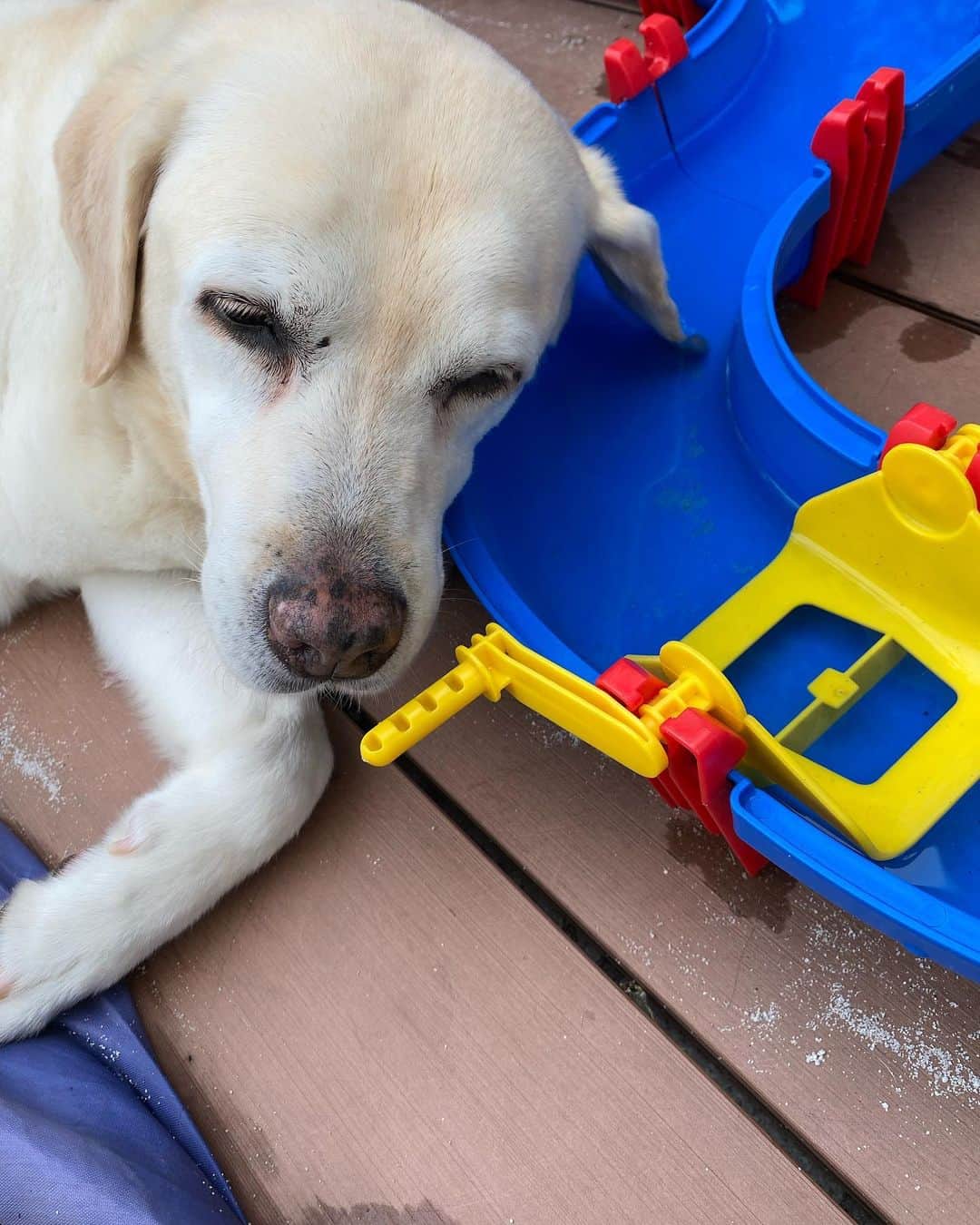 滝川クリステルさんのインスタグラム写真 - (滝川クリステルInstagram)「ベランダでくつろぐアリスさん😊 息子の遊び場道具の間にうまく挟まること。 しかも、ちょっと耳を水につけてる😂 涼んでるのか、気付いてないのか、、 後者と、私は見た😆 #保護犬#アリス#14歳#滝川クリステル #この細かいかわいさがたまりません笑」6月18日 12時49分 - christeltakigawa
