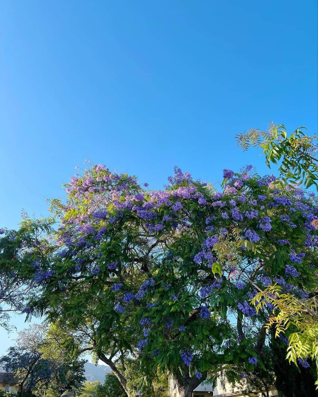 久慈暁子さんのインスタグラム写真 - (久慈暁子Instagram)「* 毎日晴れ🌴🌞 街中にたくさん咲いている紫色のお花の木🌳 散った花びらも綺麗💐 * #なんの木だろう」6月18日 15時30分 - kuji_akiko