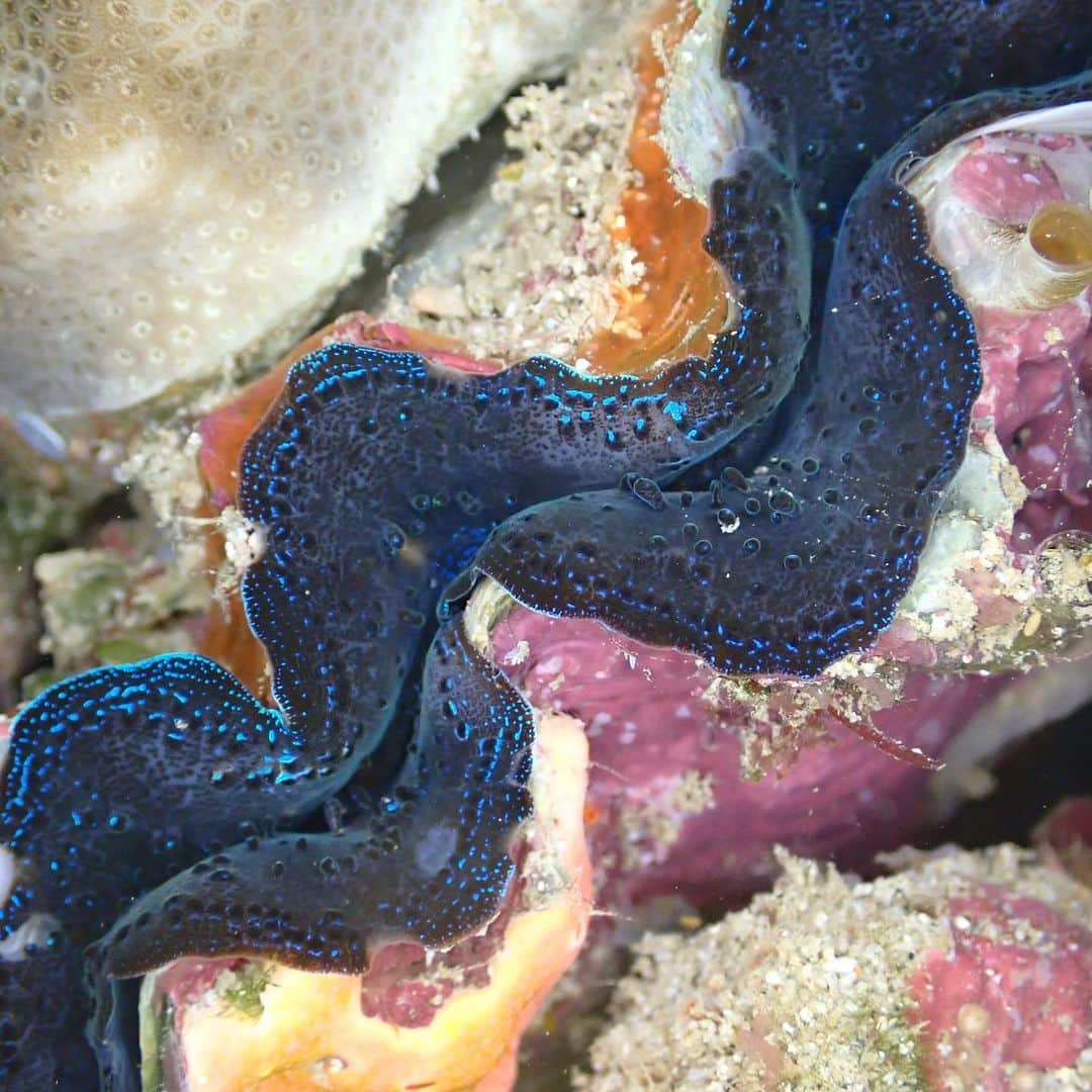 水原希子 さんのインスタグラム写真 - (水原希子 Instagram)「シャコガイ🐚 Tridacna clams  #希子の海物語」6月18日 15時40分 - i_am_kiko