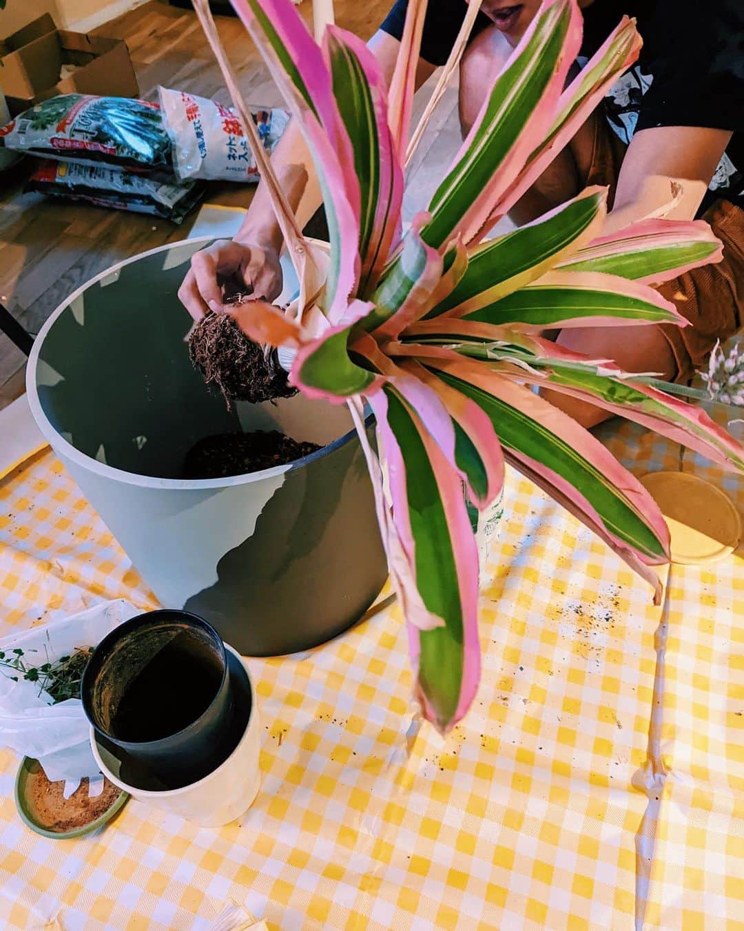 Ami さんのインスタグラム写真 - (Ami Instagram)「新入りを迎えたり、鉢を植え替えたり、そんな季節ですね🪴✨ シェフレラに貝殻虫が大量発生してたのを、お風呂場にこもって薬撒いて、ティッシュで1匹ずつ剥ぎ取って、全部取ってくれた‼︎ありがたや〜🙇🏼‍♀️💦  近々、YouTubeで我が家の植物園を紹介しようと思います🌼‼︎」6月18日 18時54分 - ami_dream05